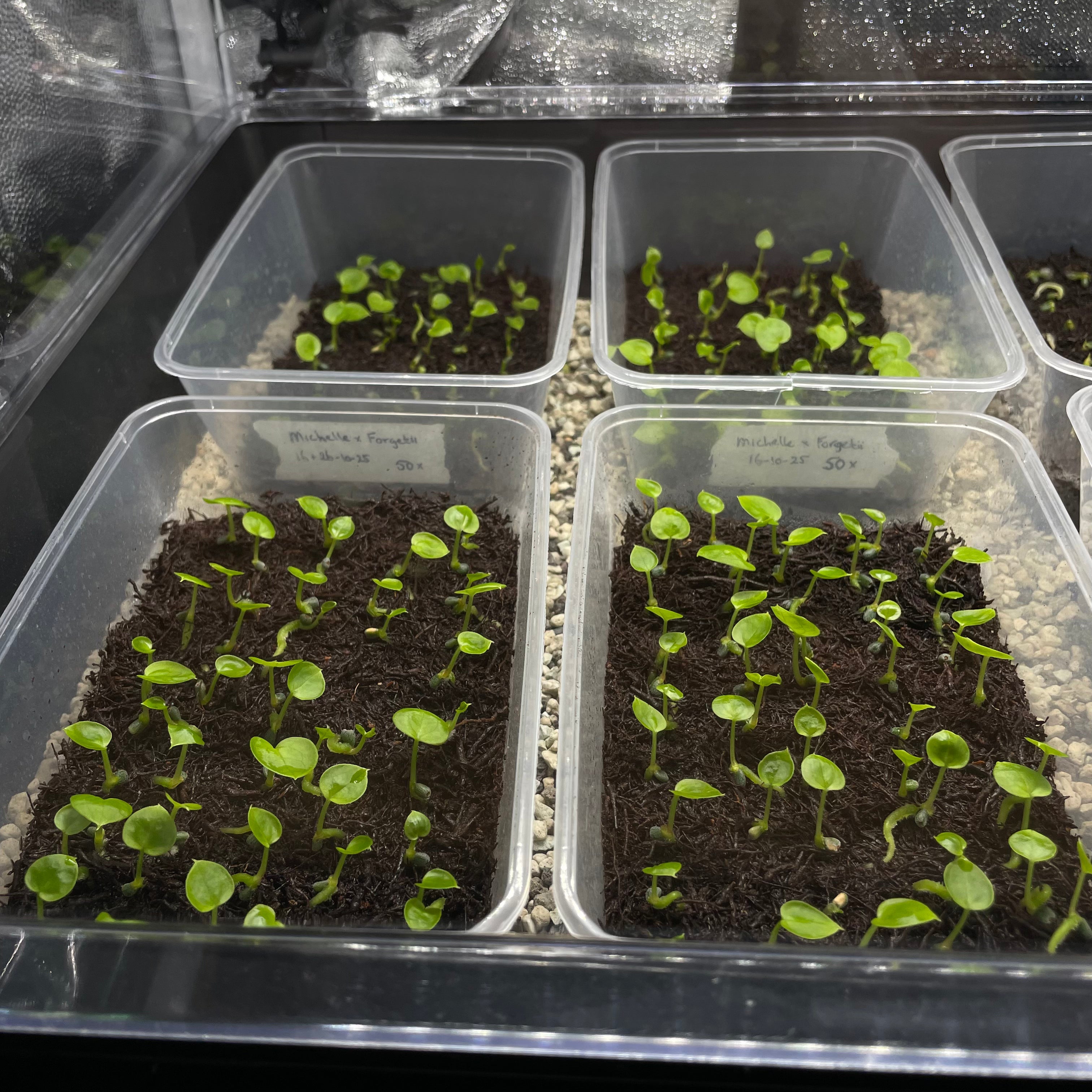 Anthurium Michelle x Forgetii (sets)