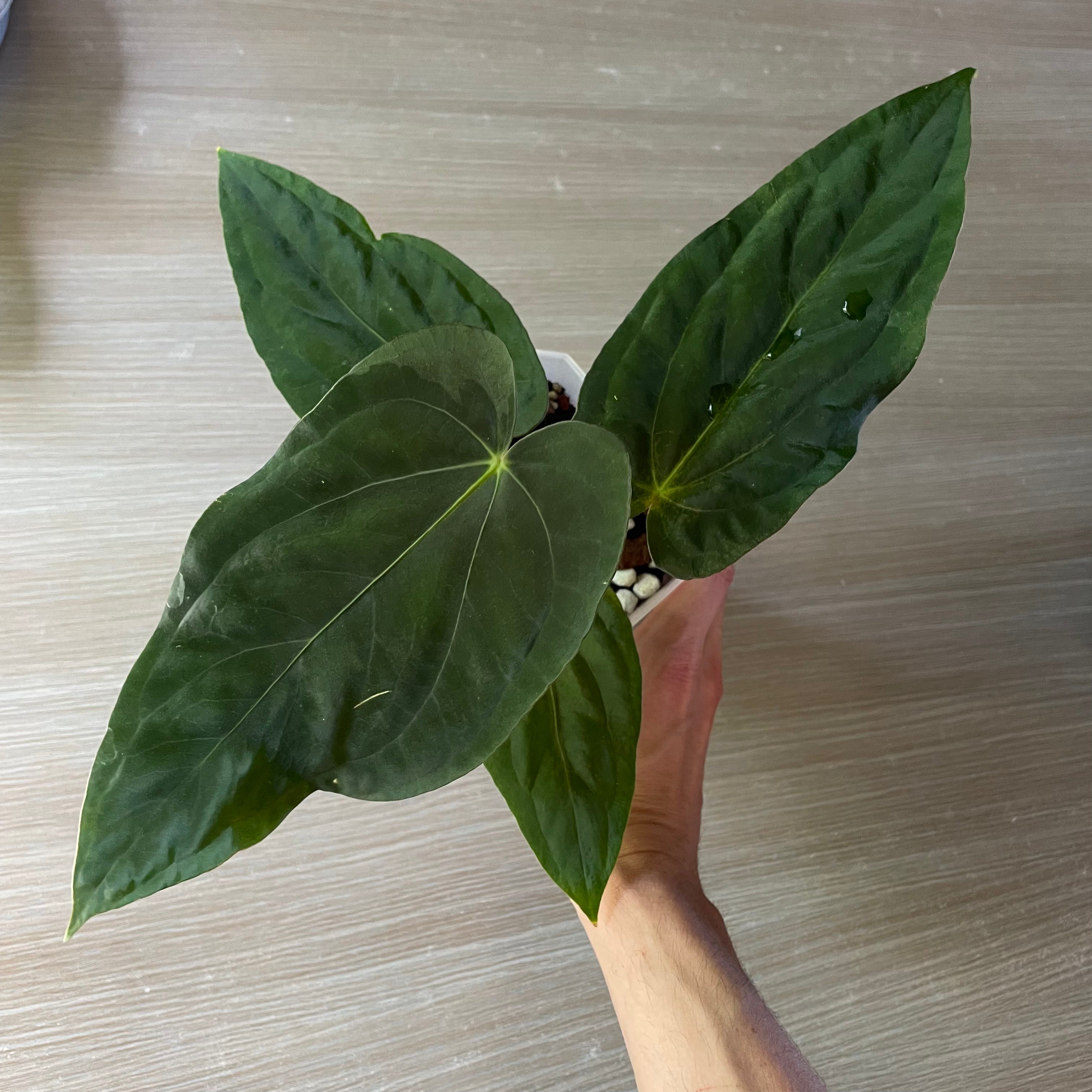 Anthurium - Various plants