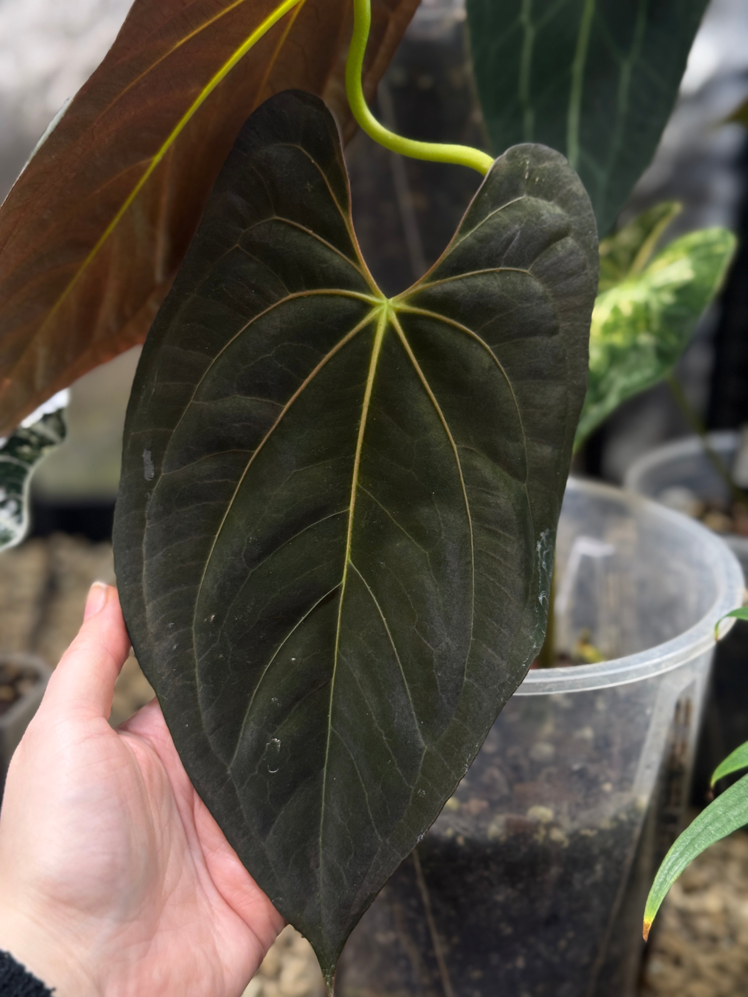 Anthurium Papillilaminum XOne x Goliath - Clone - SMUKHI