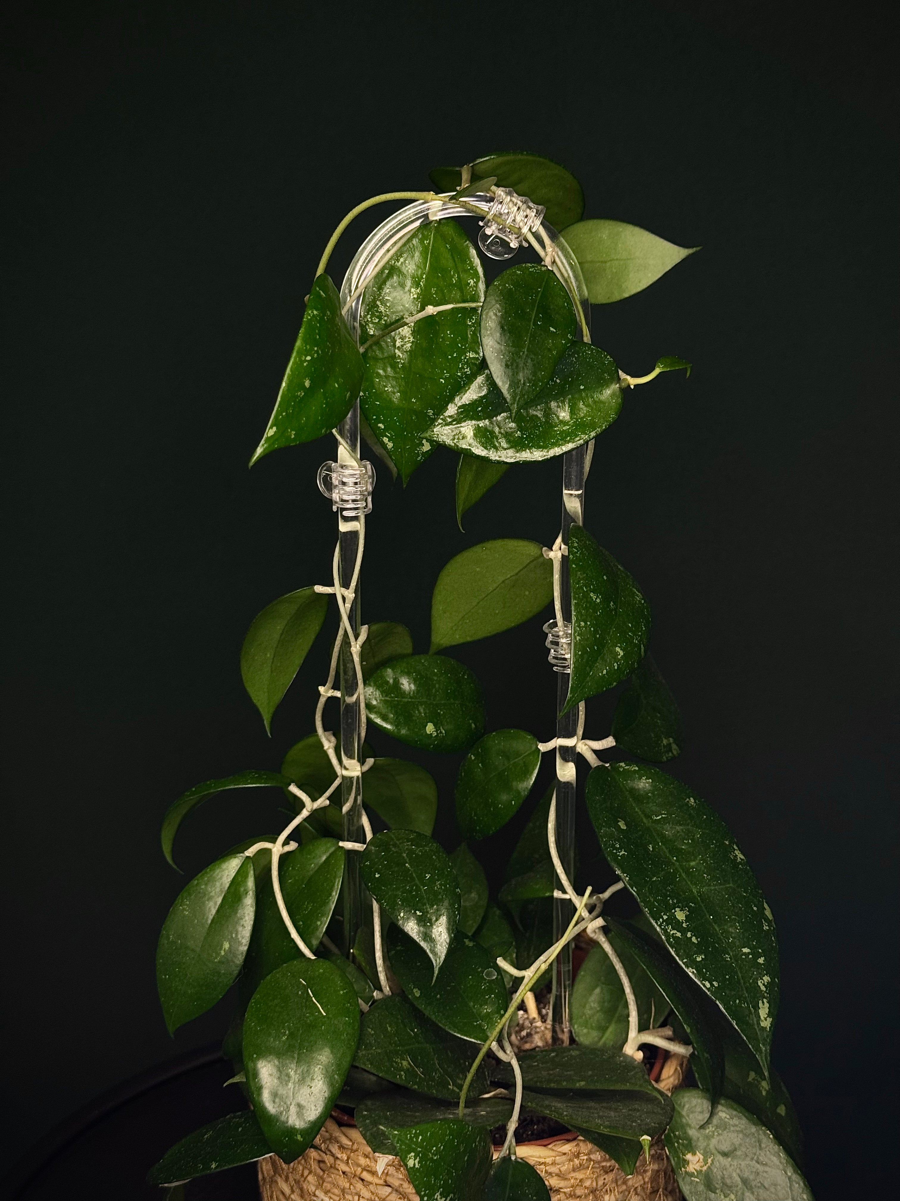 Clear Mini Clamps (10 pcs) - SMUKHI