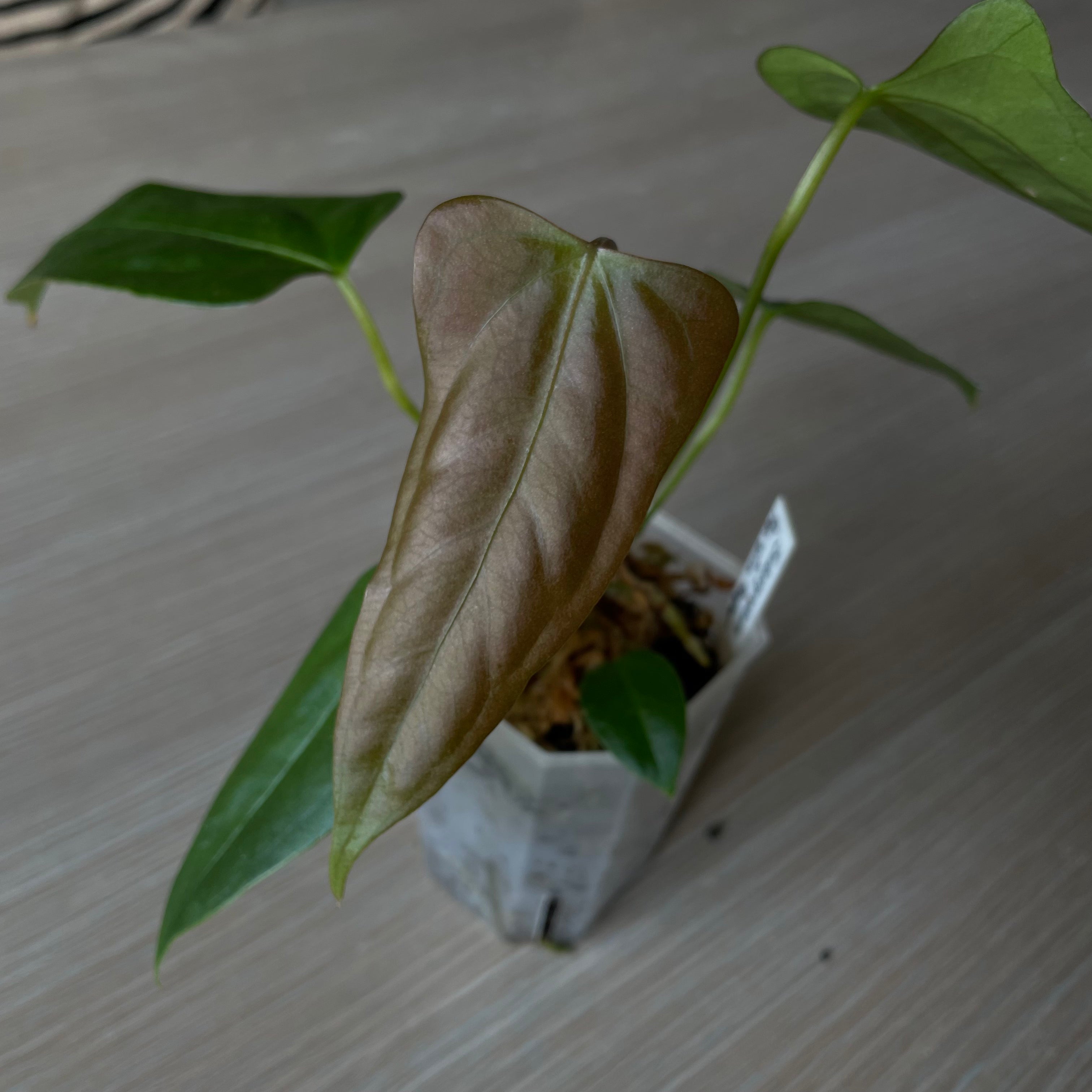Anthurium - Various plants