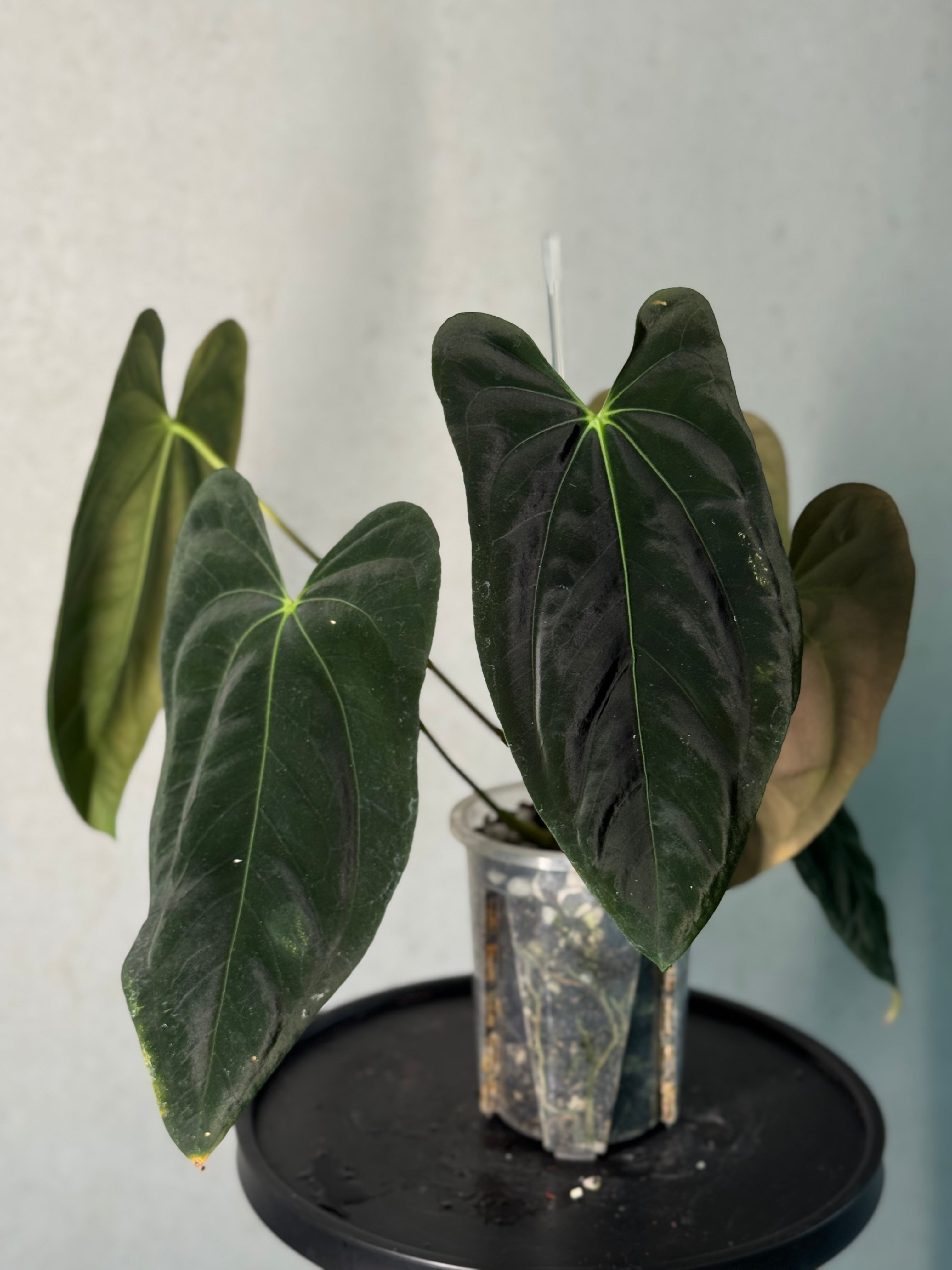 Anthurium FSxRL ‘Grim Reaper’ x Papillilaminum RA6 - Clone