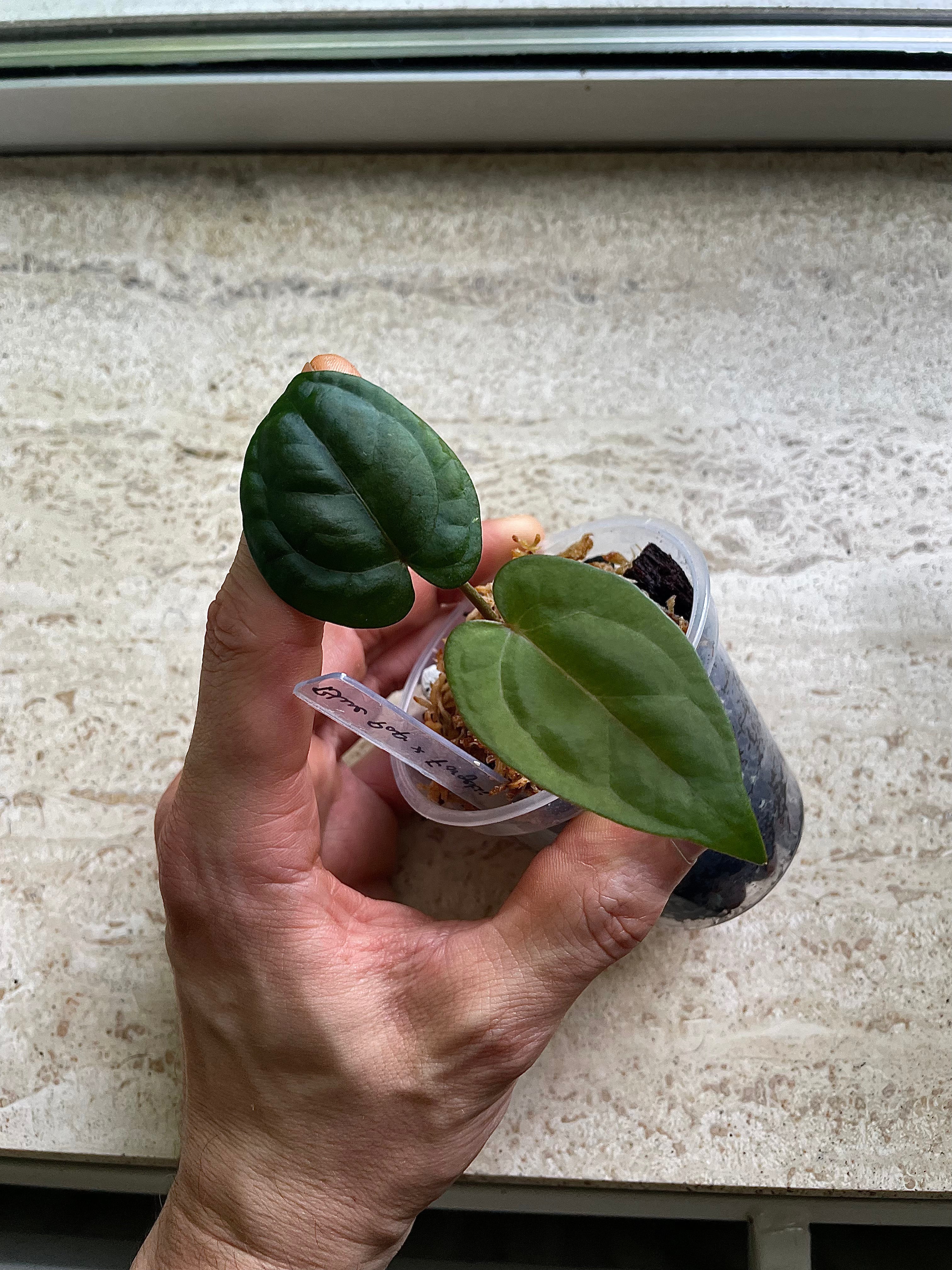 Anthurium - Various plants