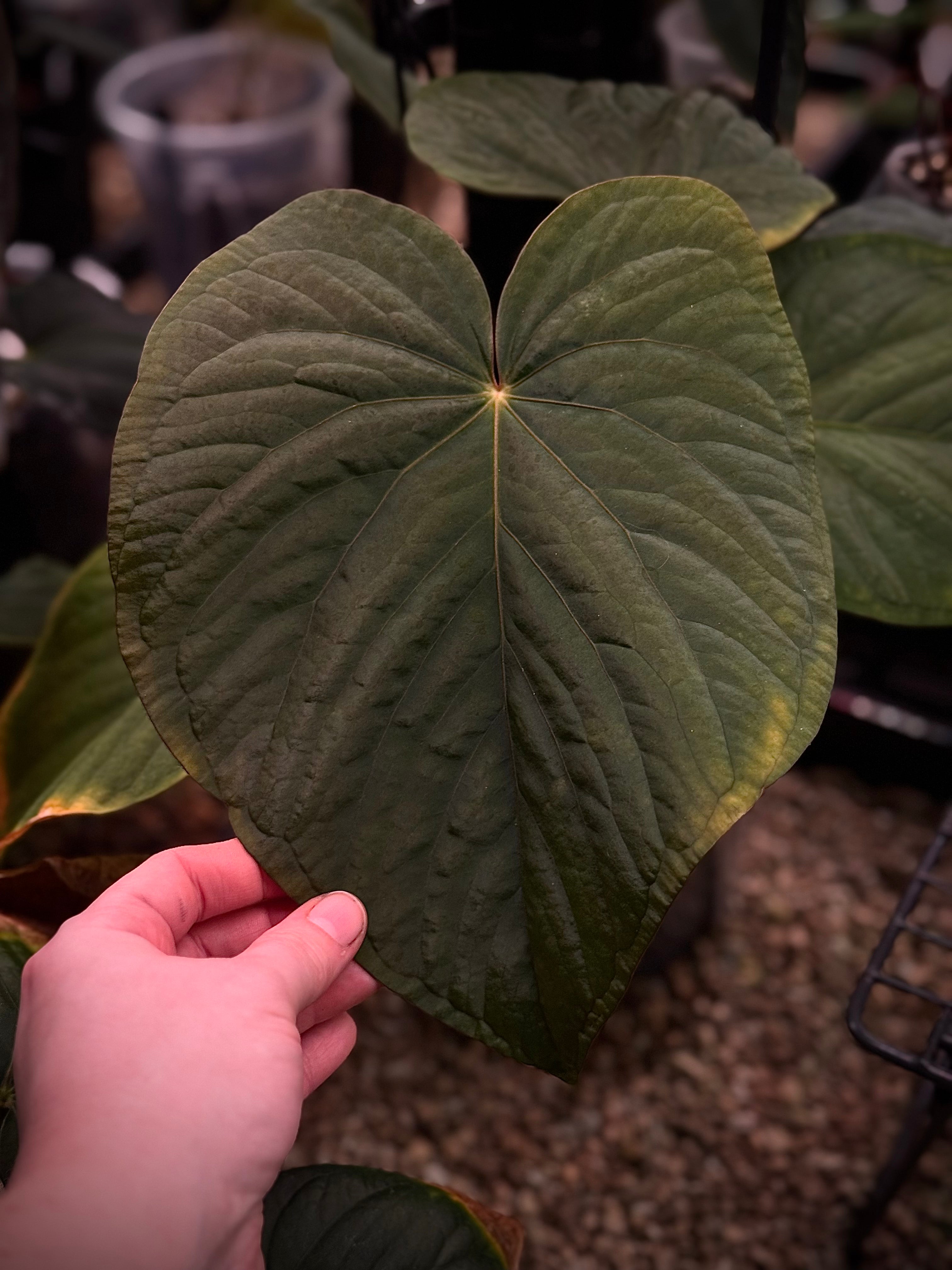 NFS: Anthurium Kunayalense F1