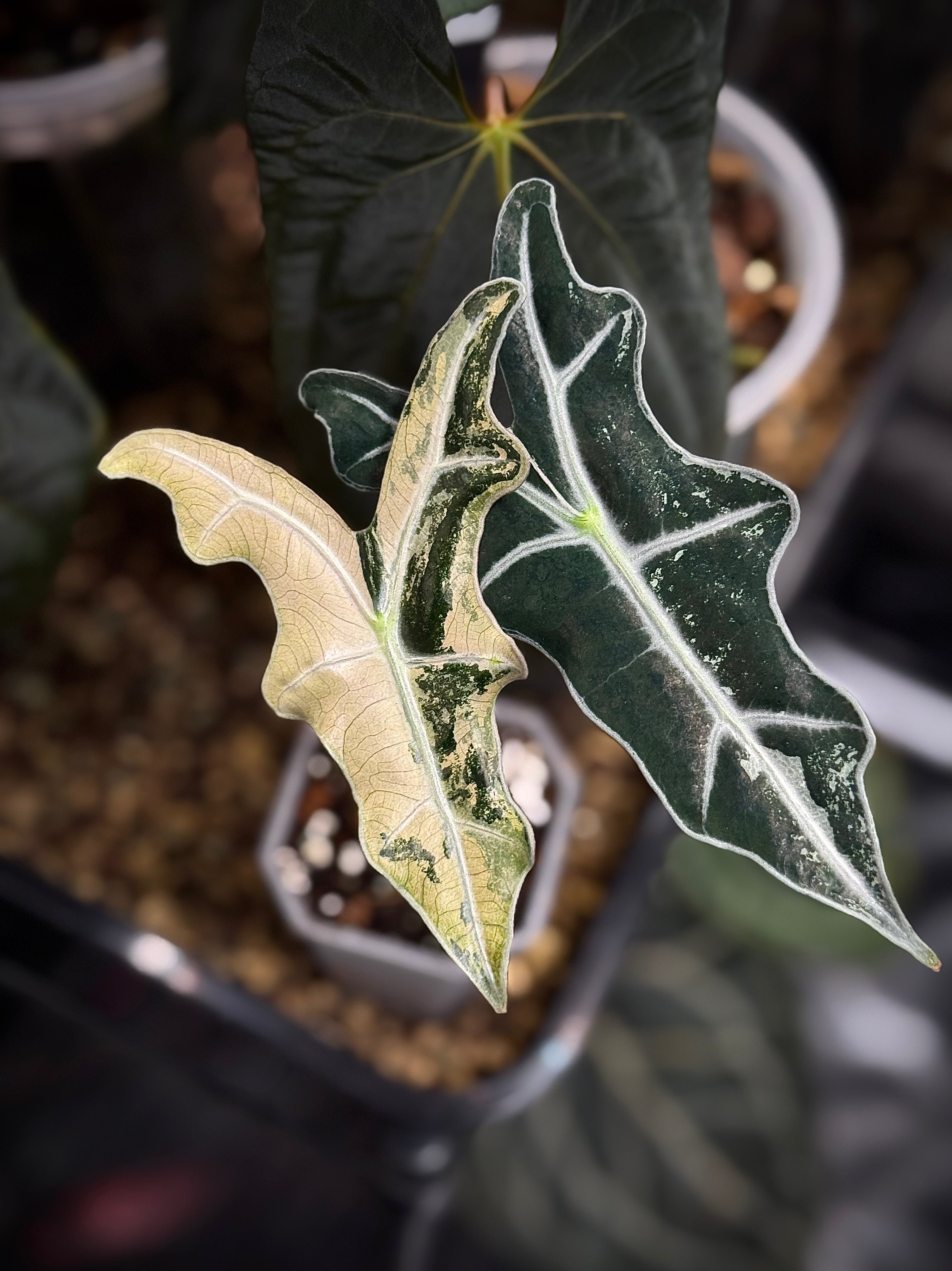 NFS: Alocasia Nobilis Variegata