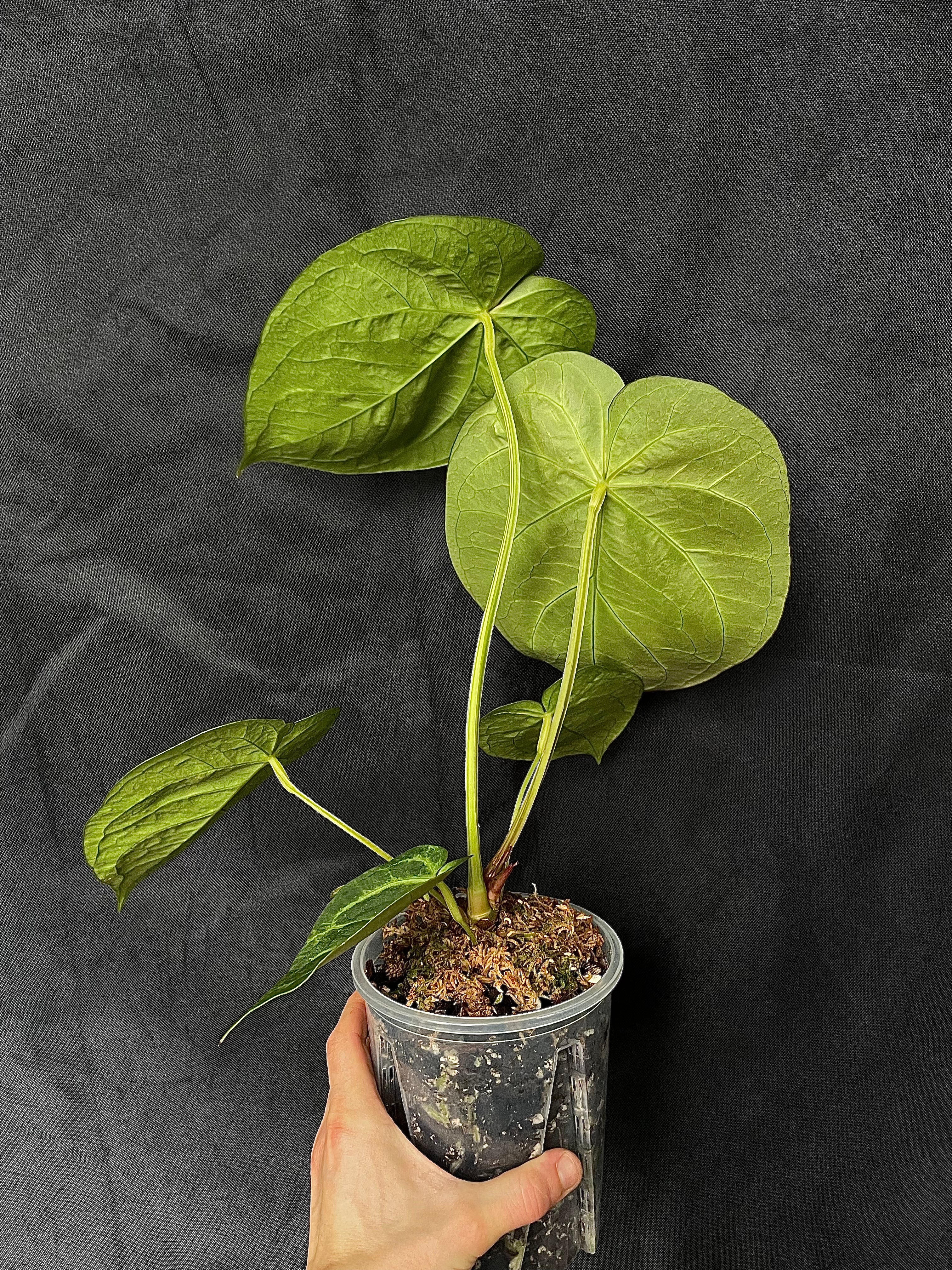 Anthurium - Various plants