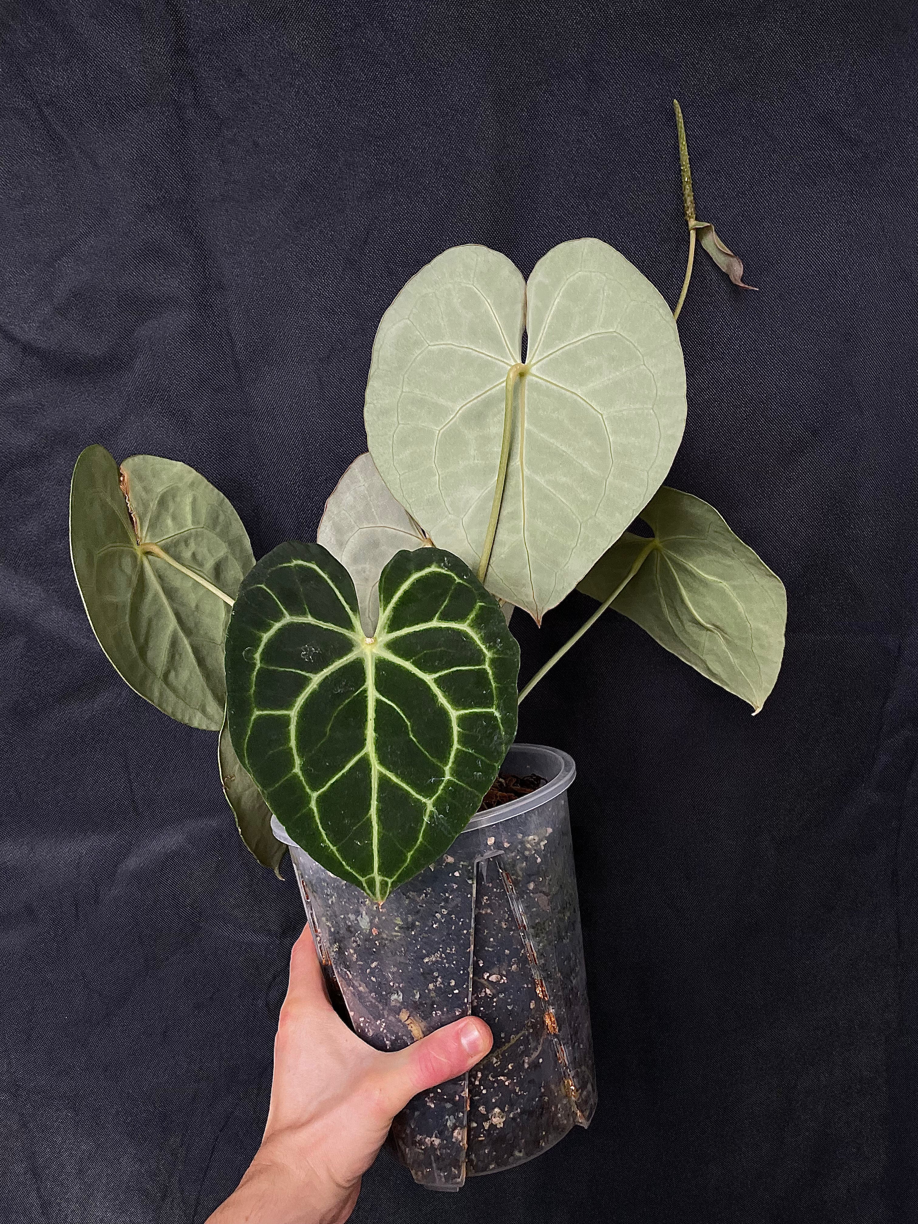 Anthurium - Various plants