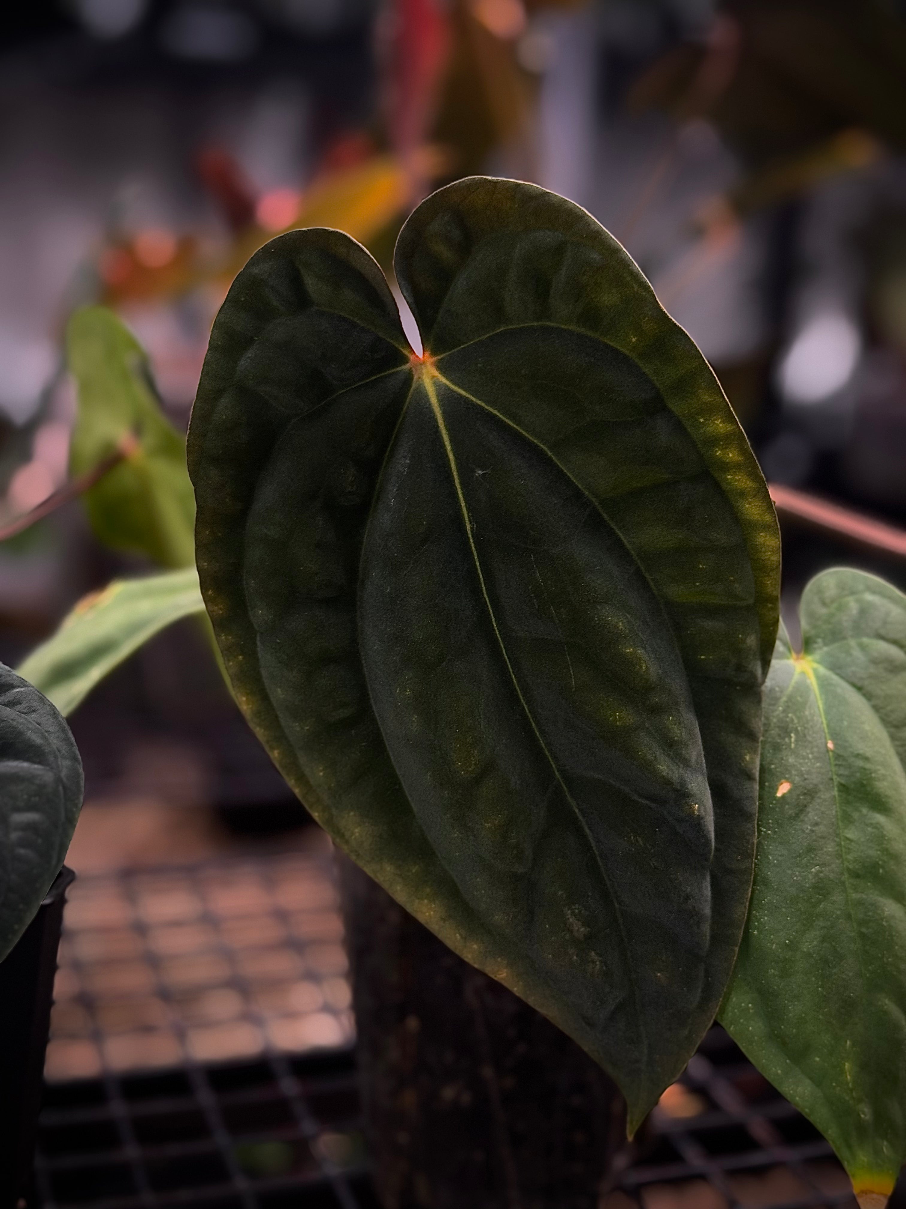 NFS: Anthurium BVEP RA2 - SMUKHI