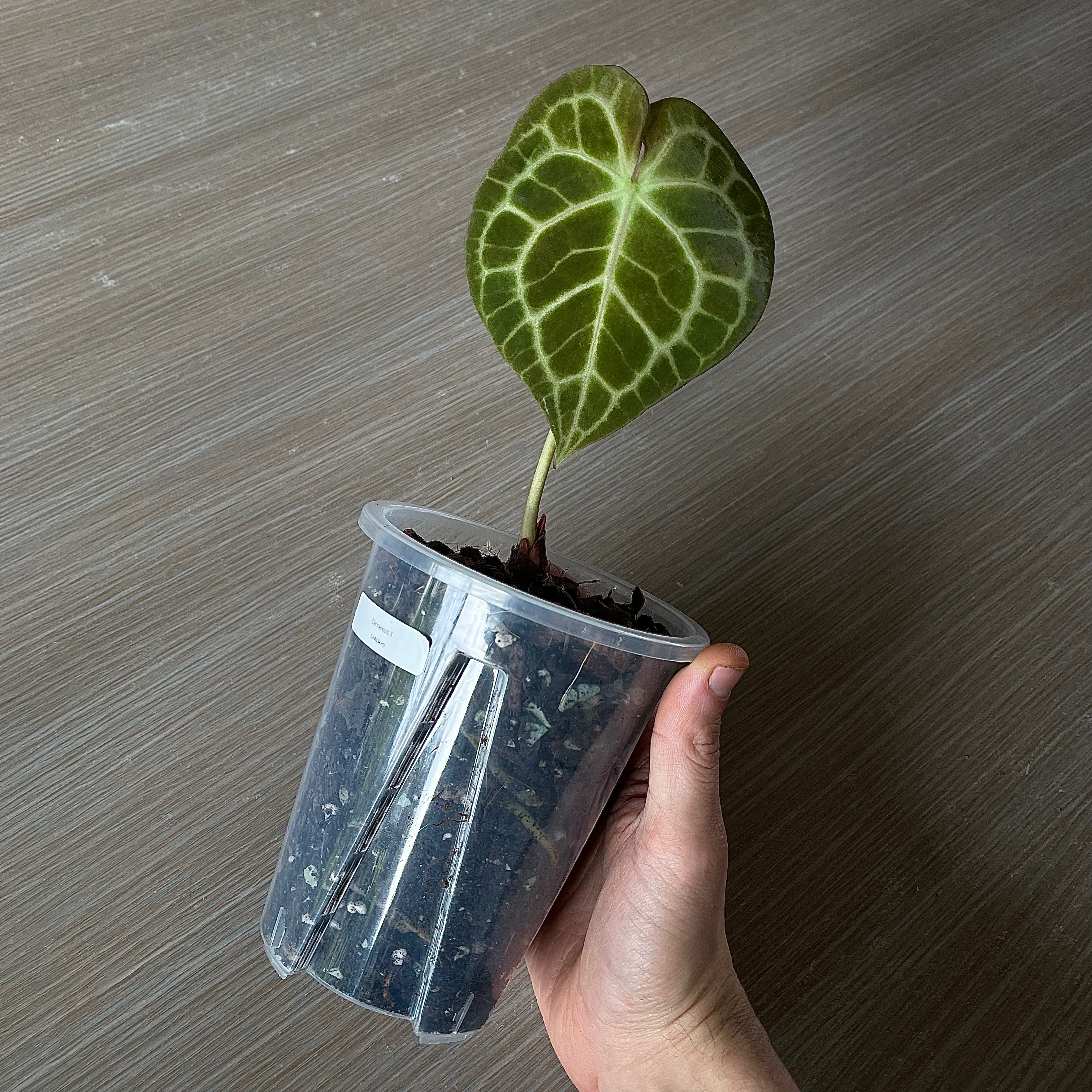 Anthurium - Various plants