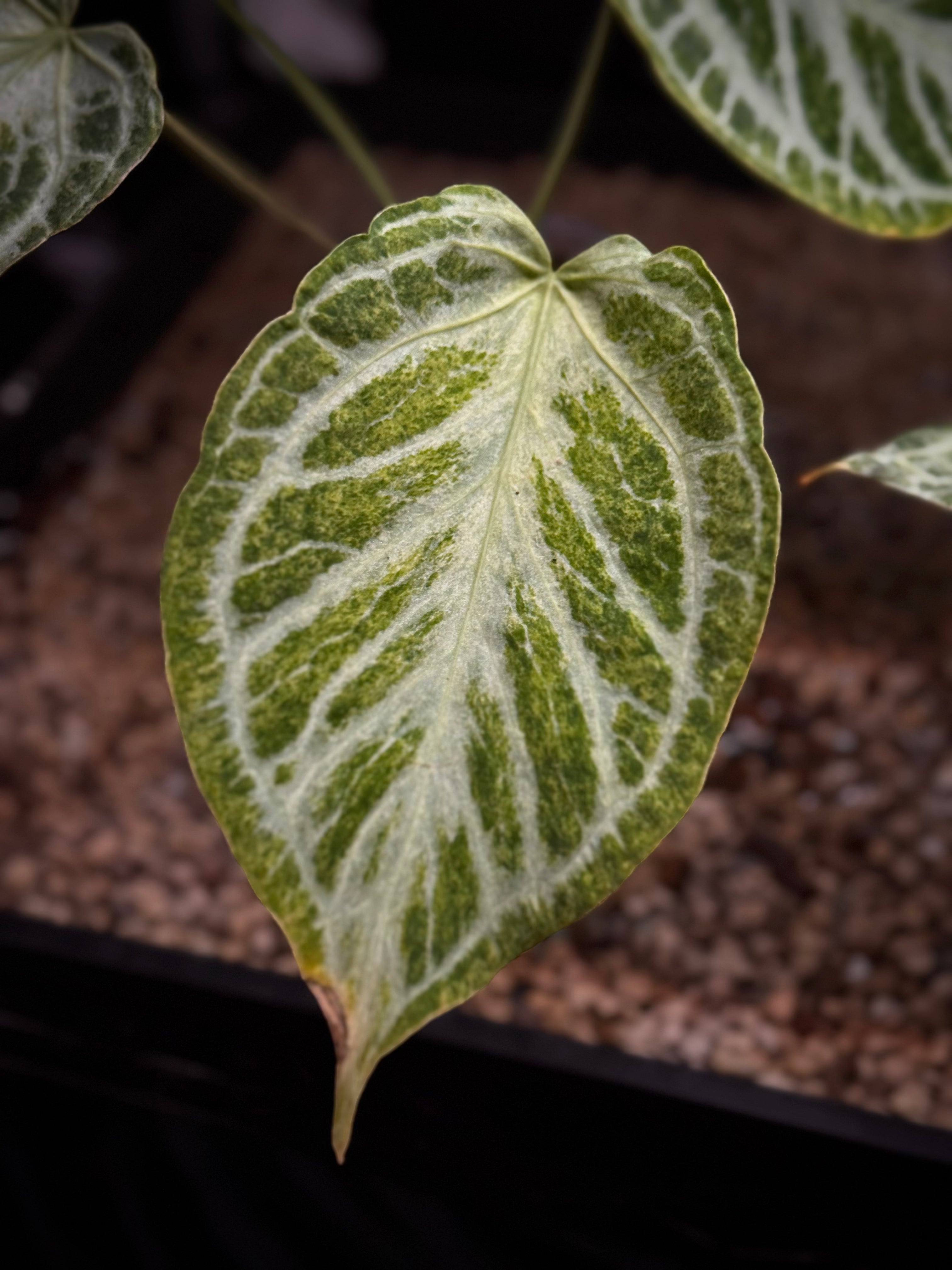 NFS: Anthurium 'Silver Blush' Mint / Blister Variegata