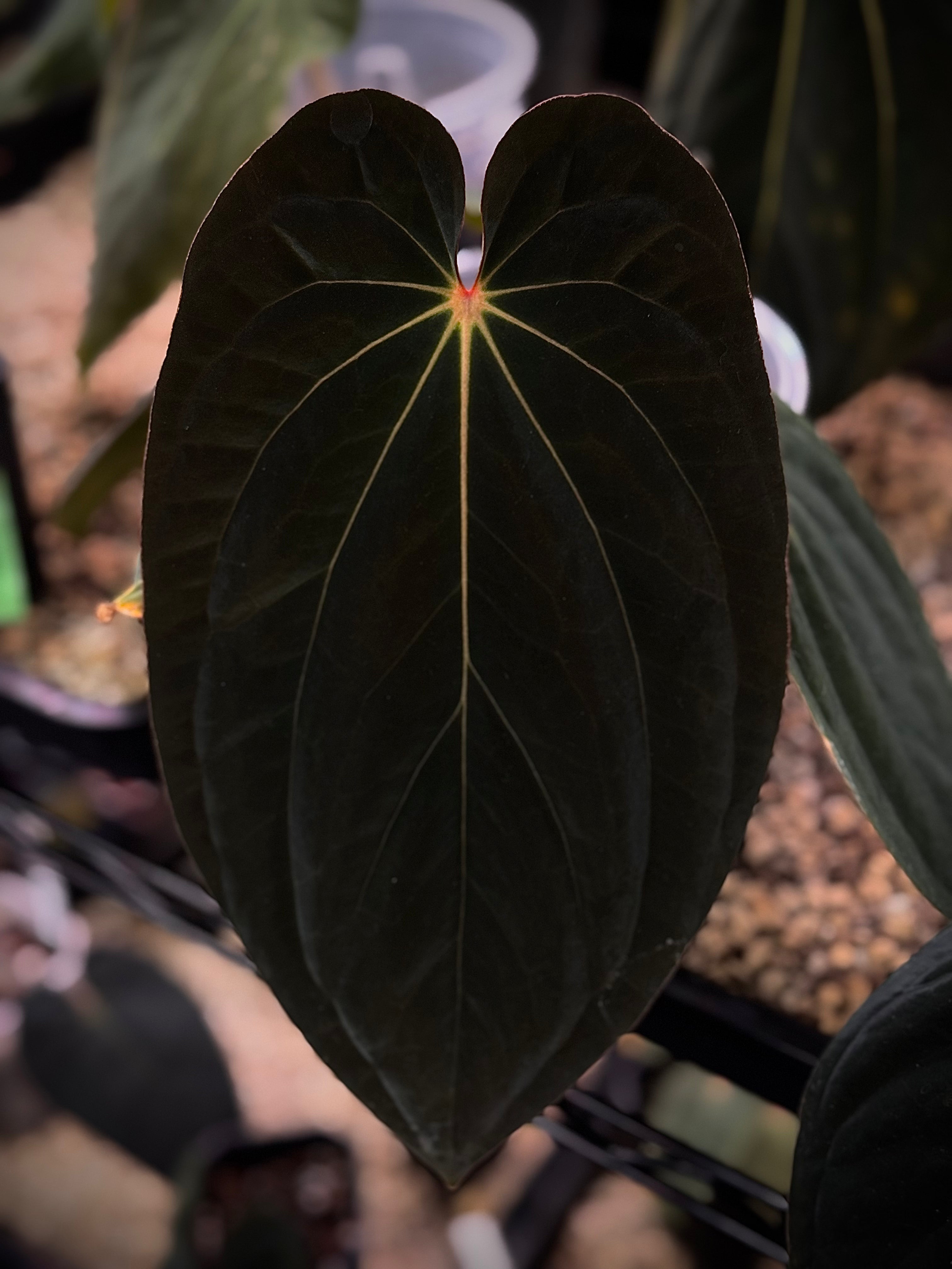 NFS: Anthurium BVEP 'Round' x RA1