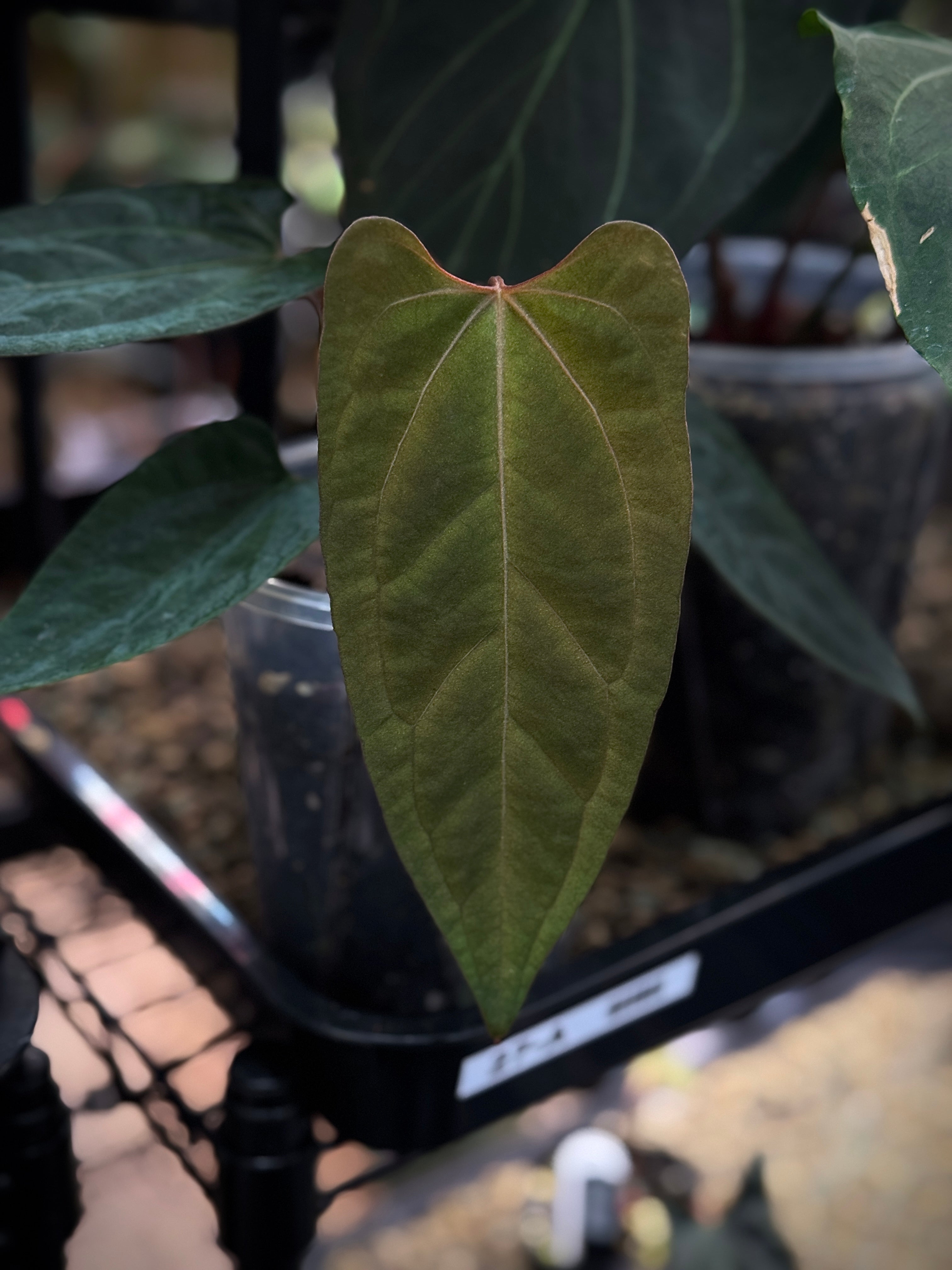 NFS: Anthurium Ace of Spades Dark Form x Portillae ‘Dorito’