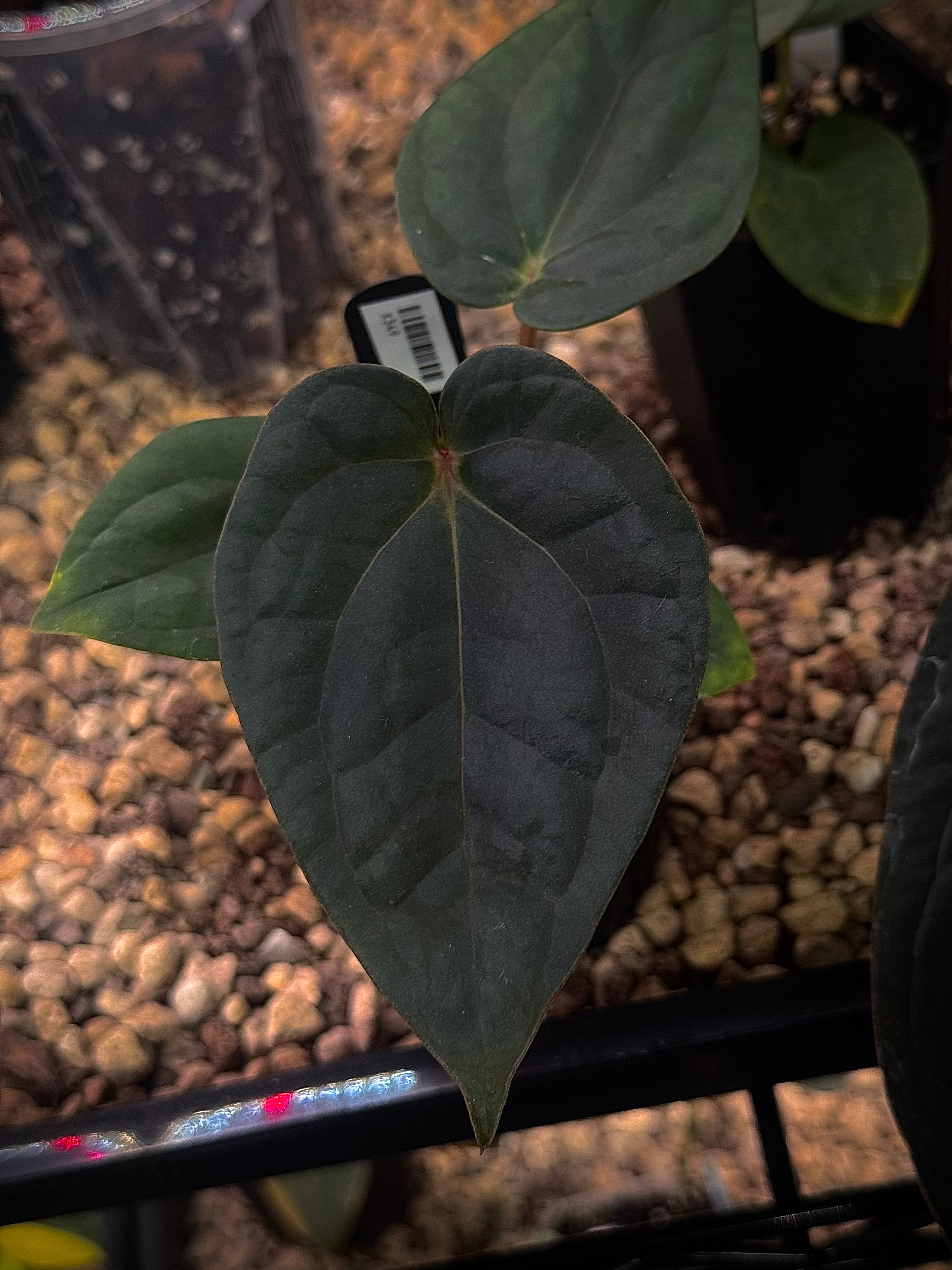 NFS: Anthurium (BVEP x Luxurians) x Carlablackiae ('Round' x GPH-001)