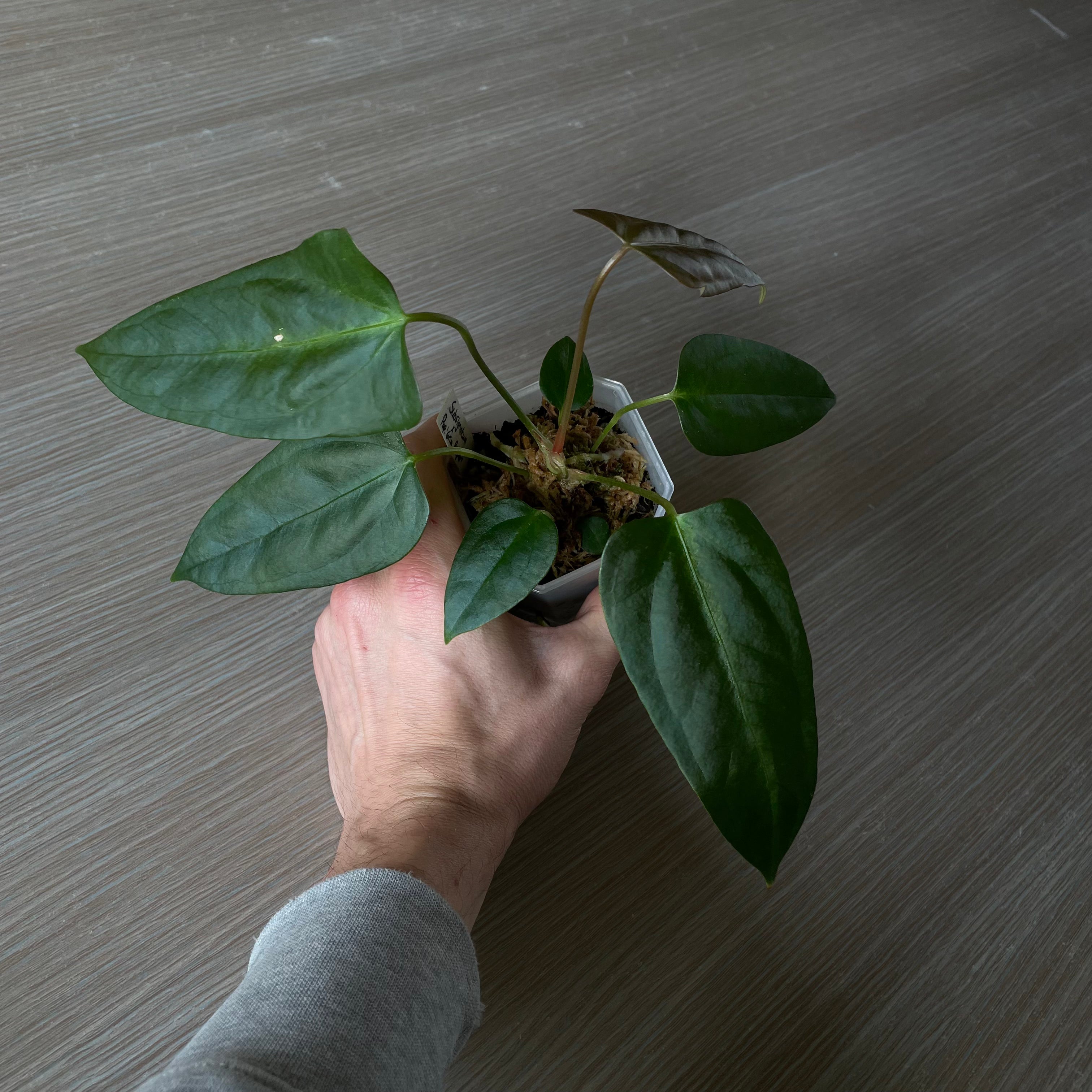 Anthurium - Various plants