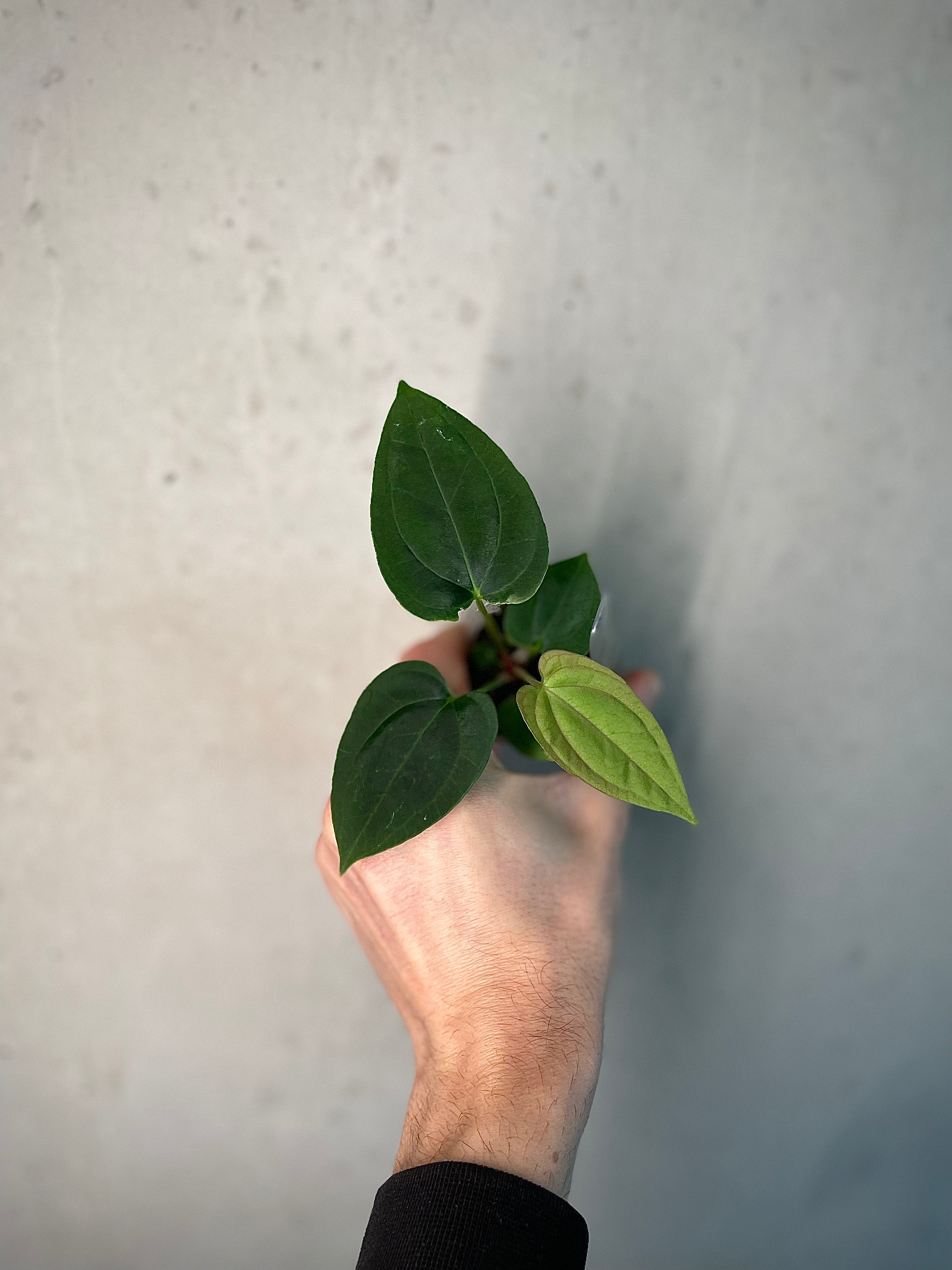 Anthurium - Various plants - SMUKHI