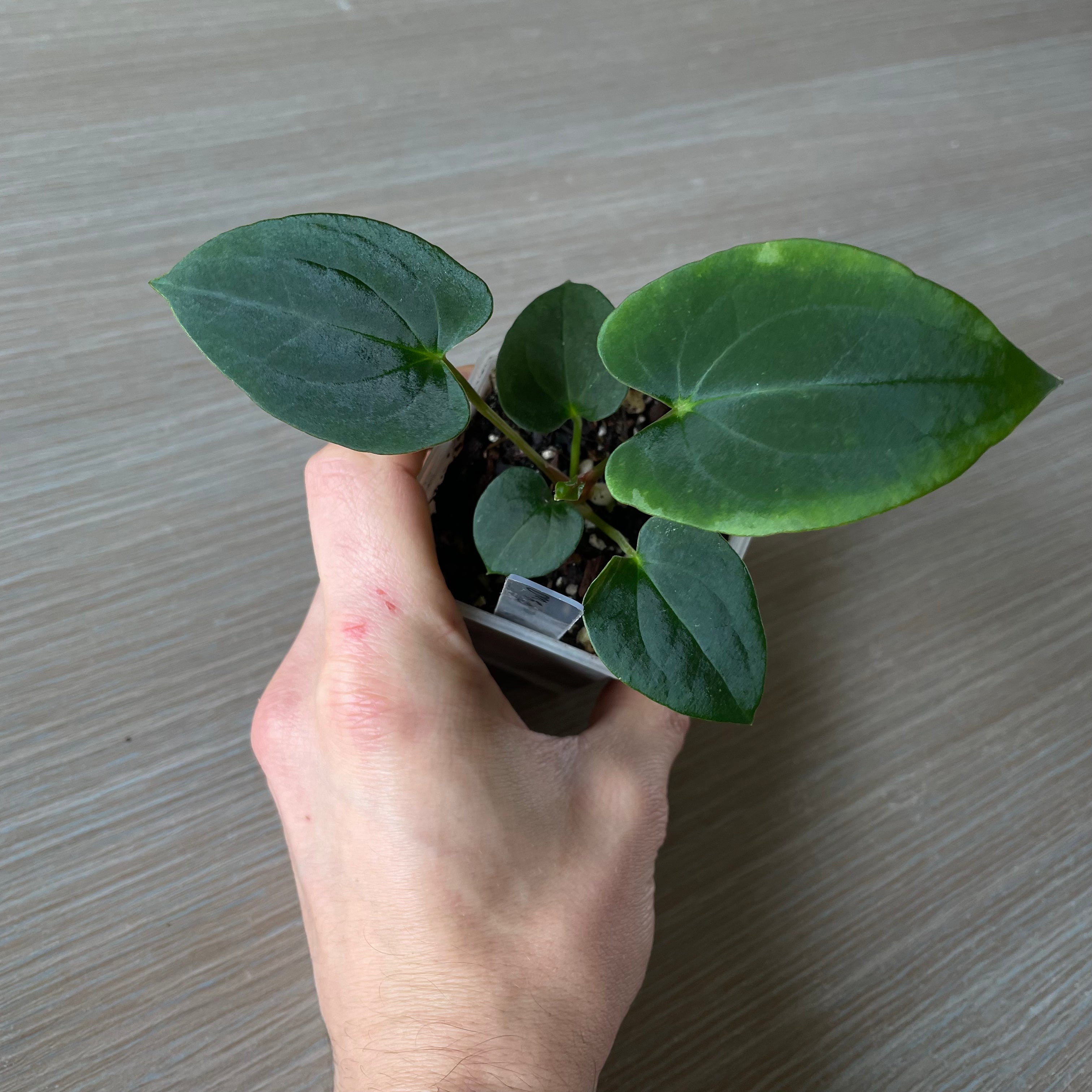 Anthurium - Various plants