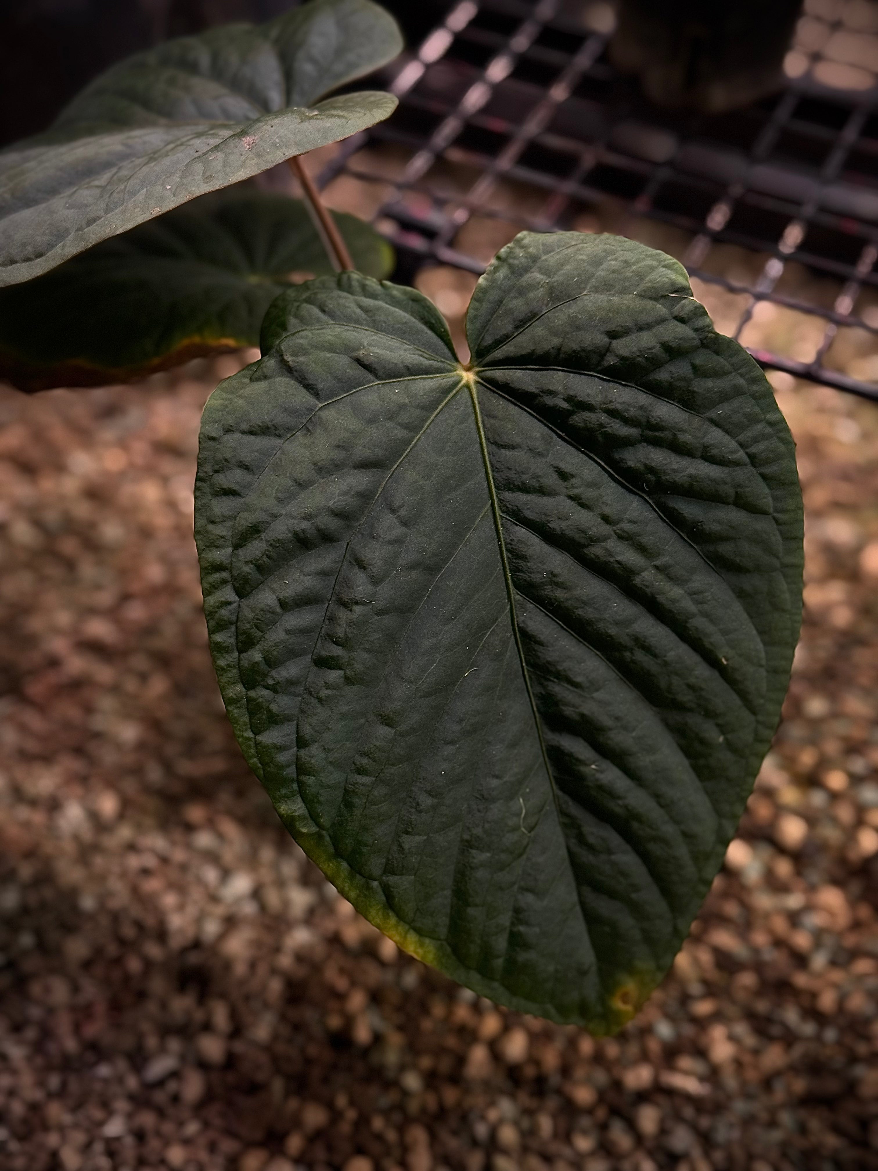 NFS: Anthurium Kunayalense F1
