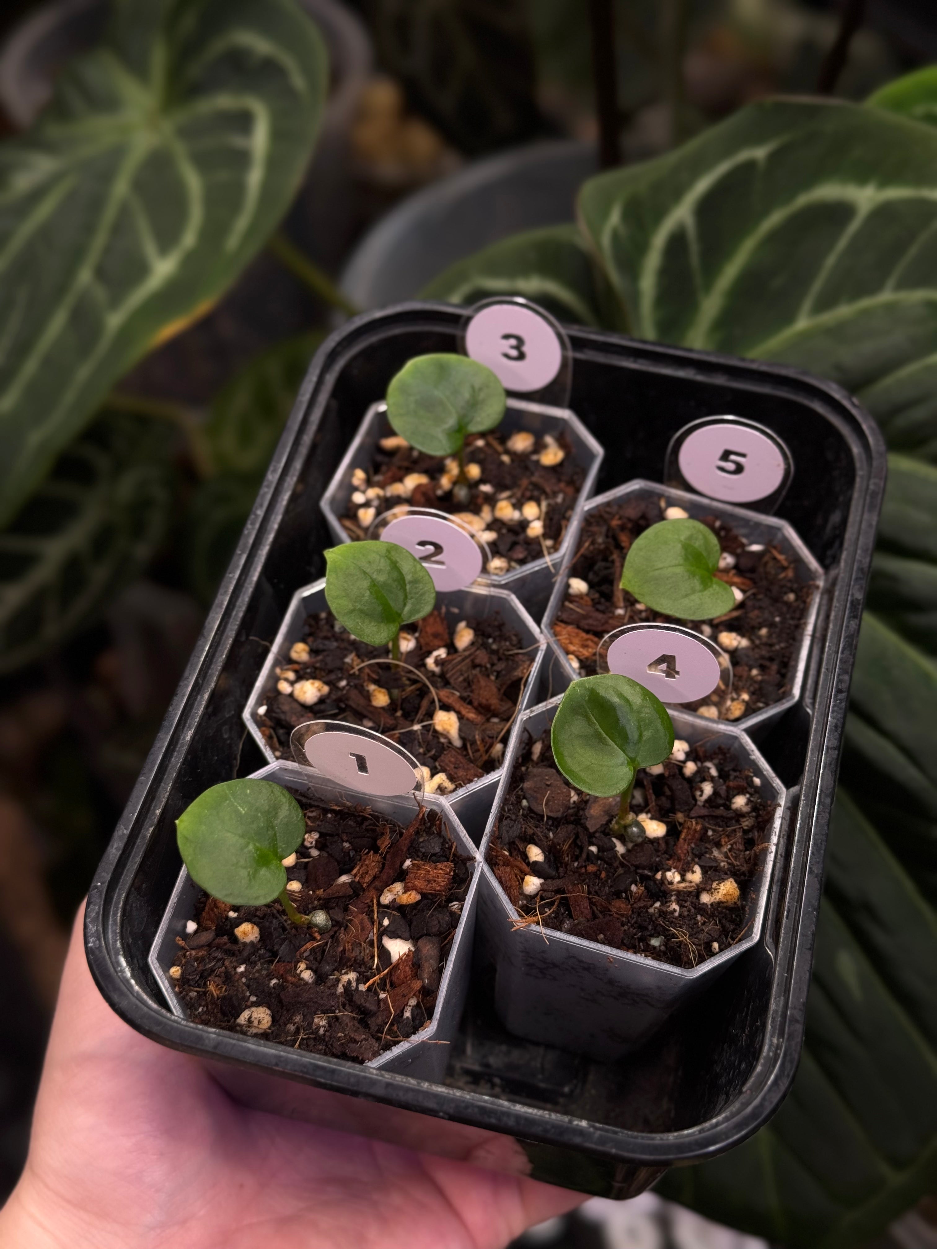 Anthurium (Goliath x Dark Phoenix) x Michelle
