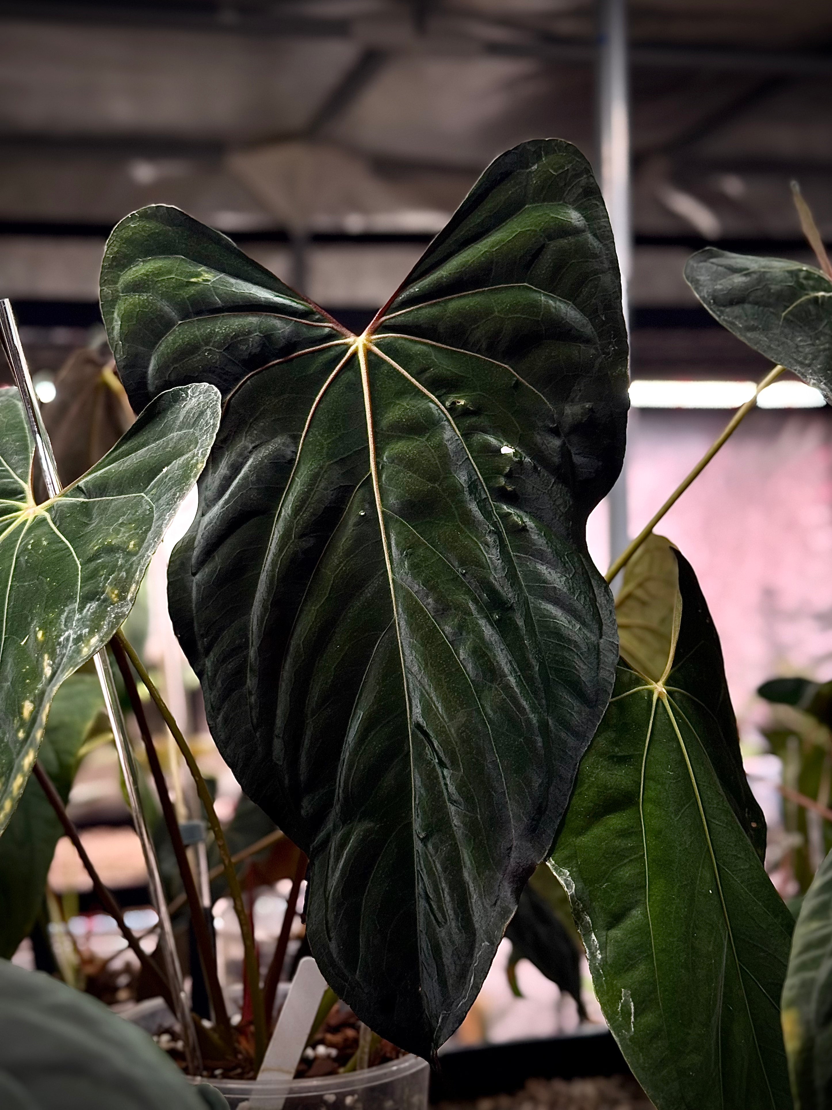 NFS: Anthurium Ralph Lynam (OG Clone) - SMUKHI