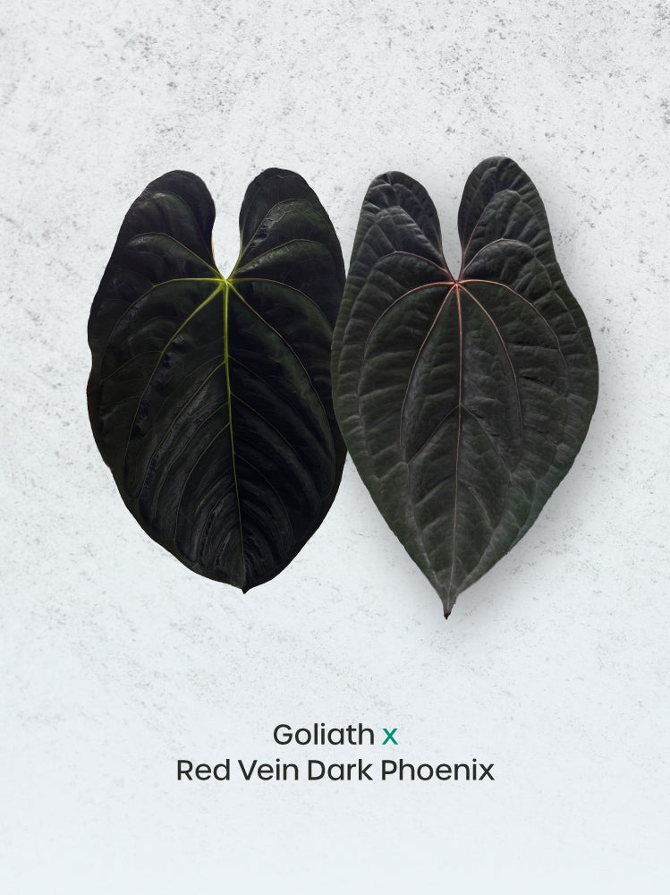 Anthurium Goliath x Red Vein Dark Phoenix plant with large dark green leaves and striking red-veined foliage, from SMUKHI.
