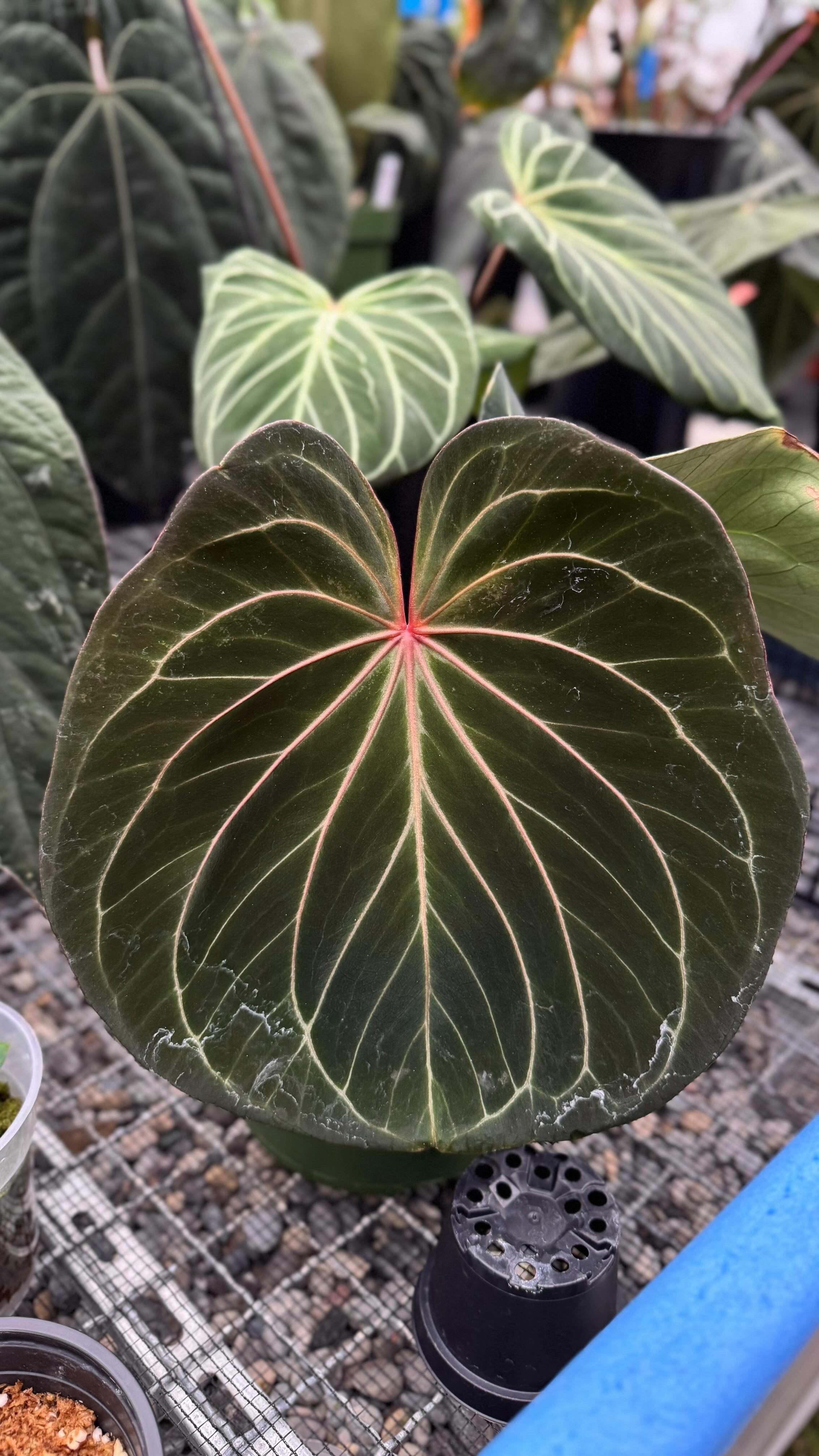 Variegated Stingray Anthurium HU x Zara x Michelle 'Bleeding Heart' plant with vibrant, variegated leaves and striking heart-shaped flowers.