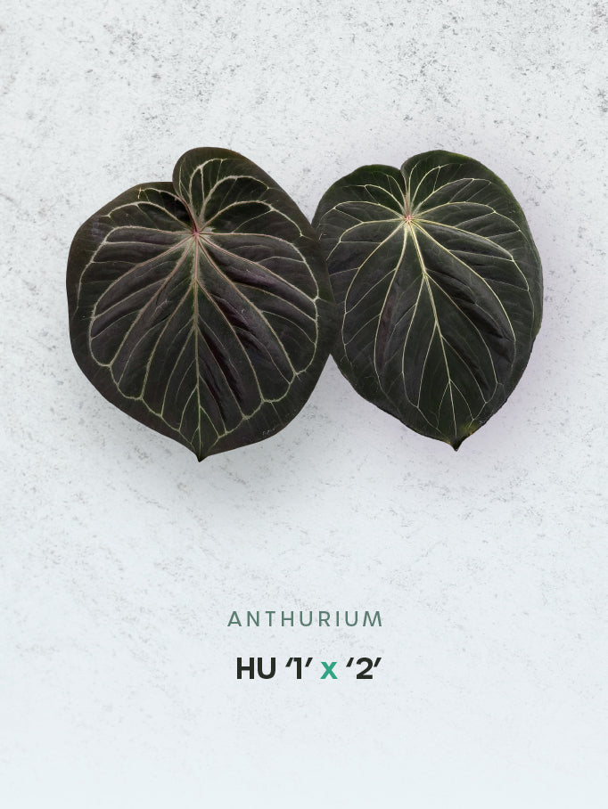 Anthurium HU Round '1’ x ‘2’