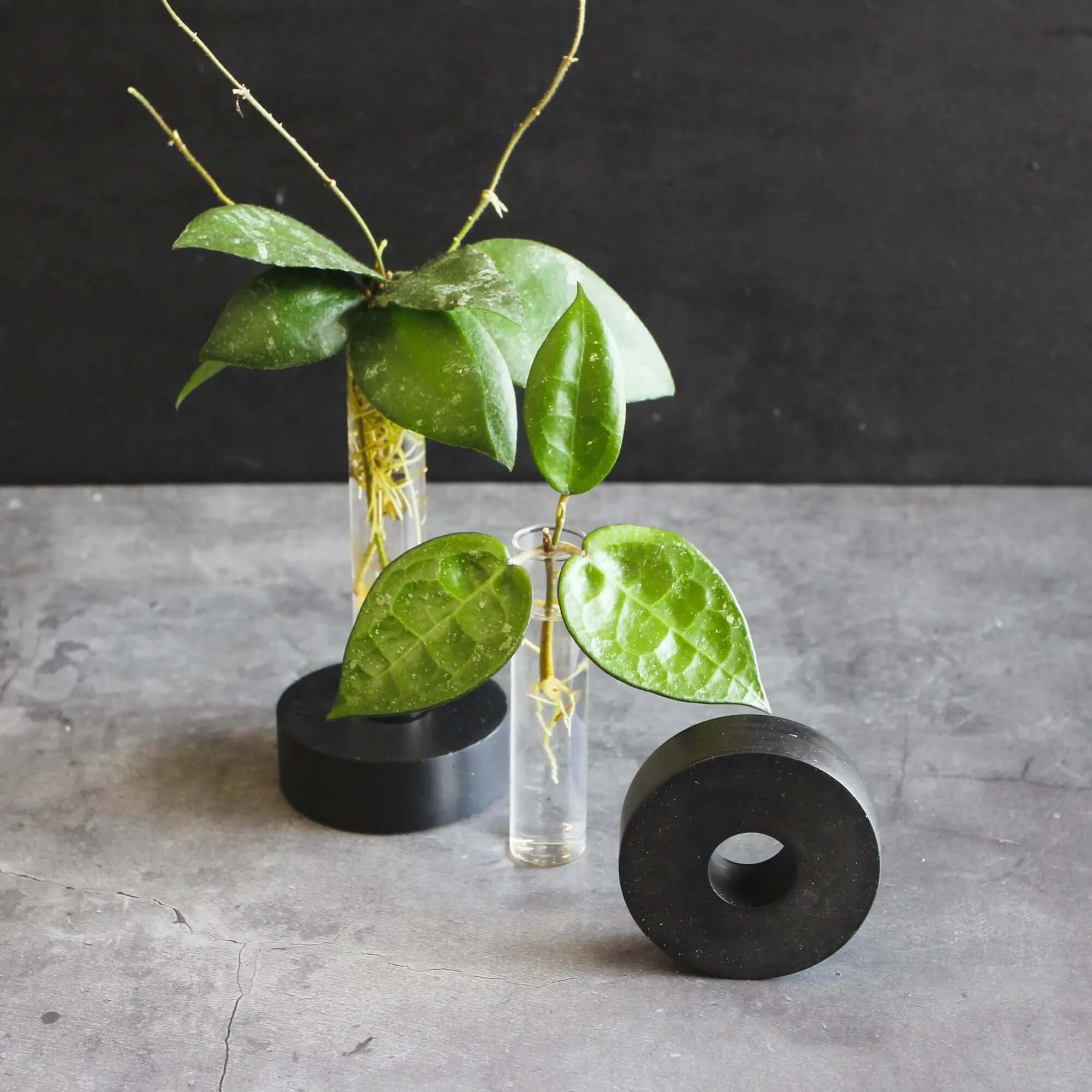 Glass Tube Stand "Donut" - Multiple Designs and Sizes - SMUKHI