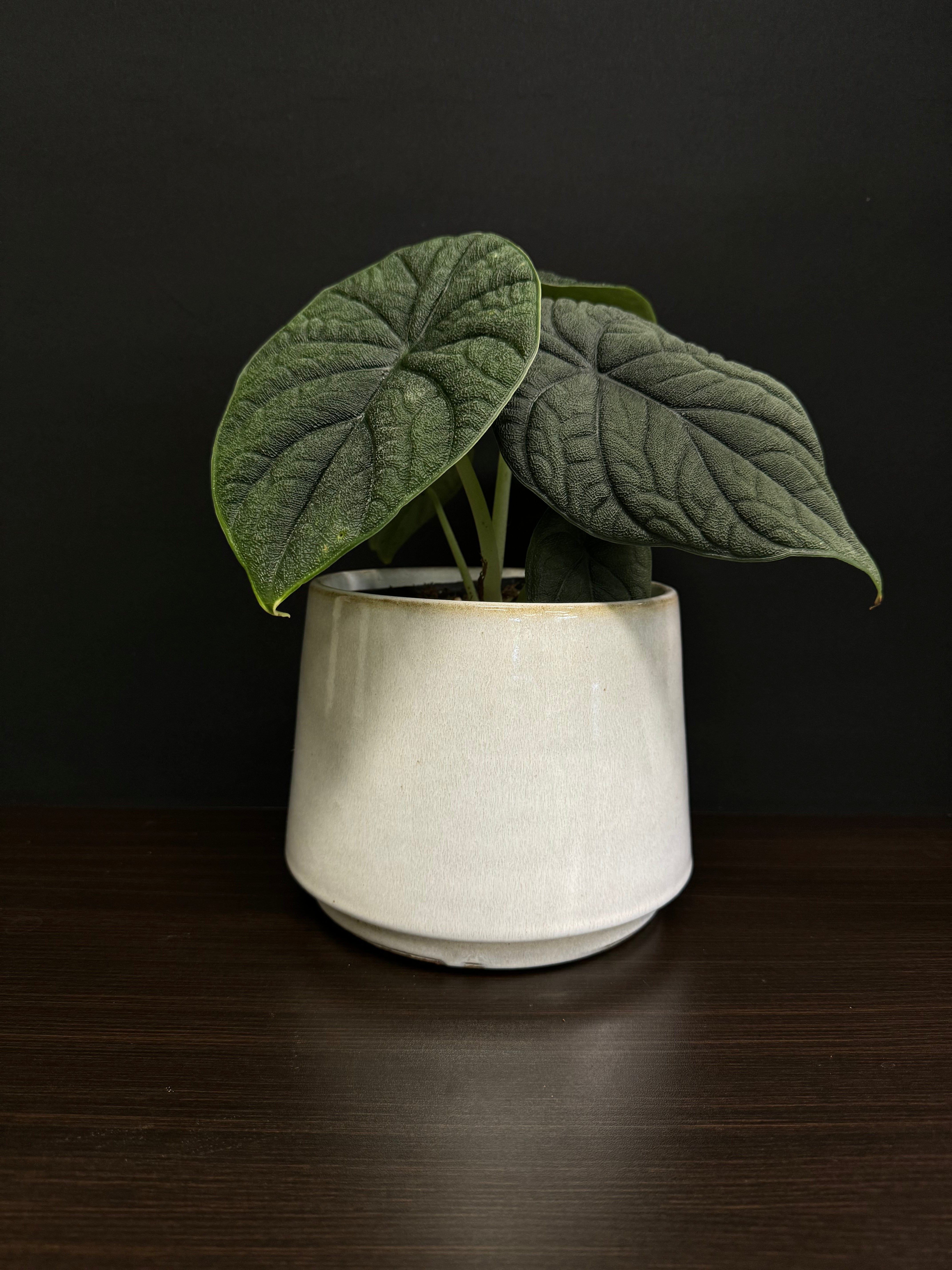 Gina Da Decorative Pot ‘Basalt’ - SMUKHI