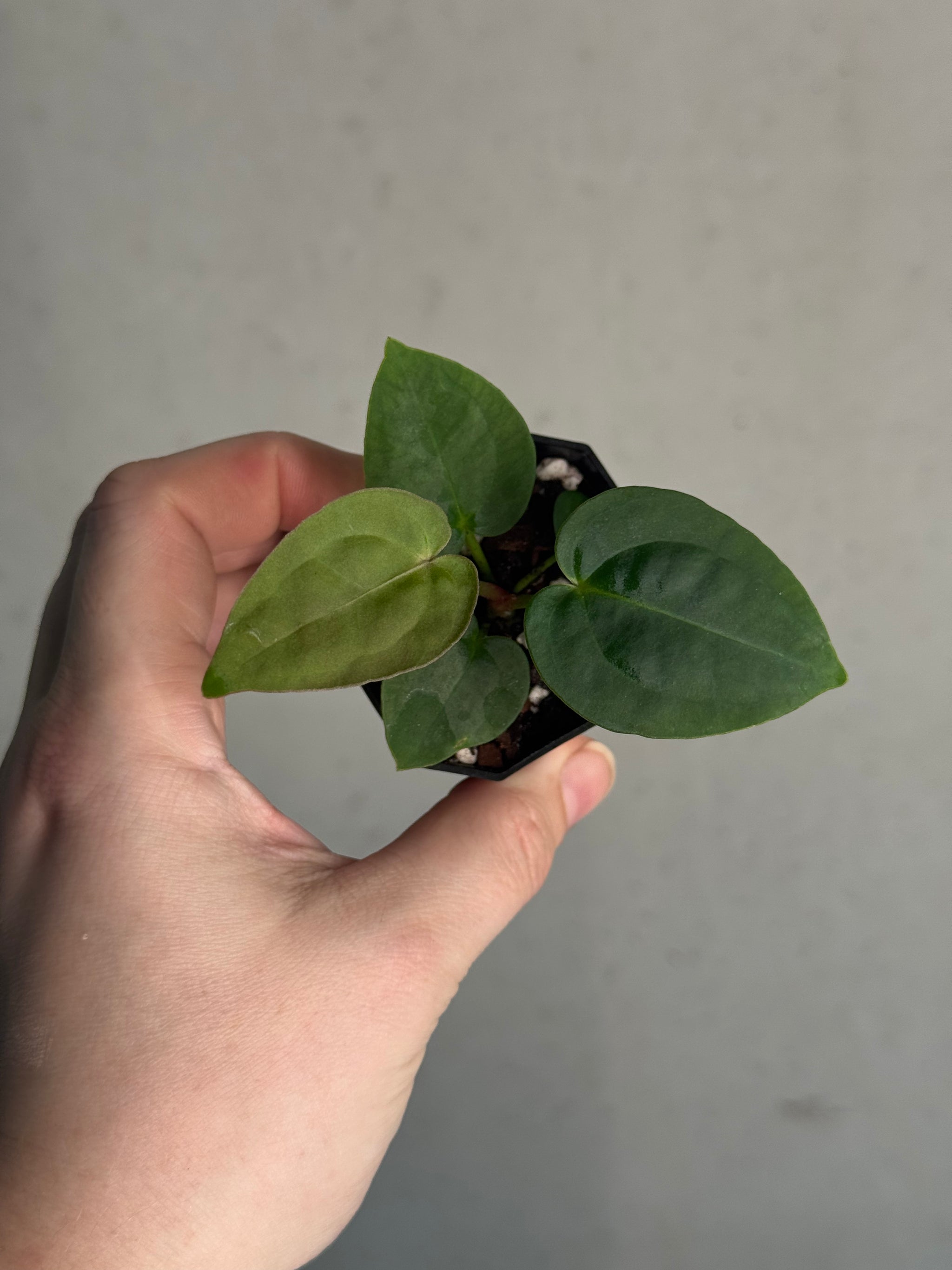 Anthurium Michelle x Papillilaminum 'Guna Yala' | SMUKHI