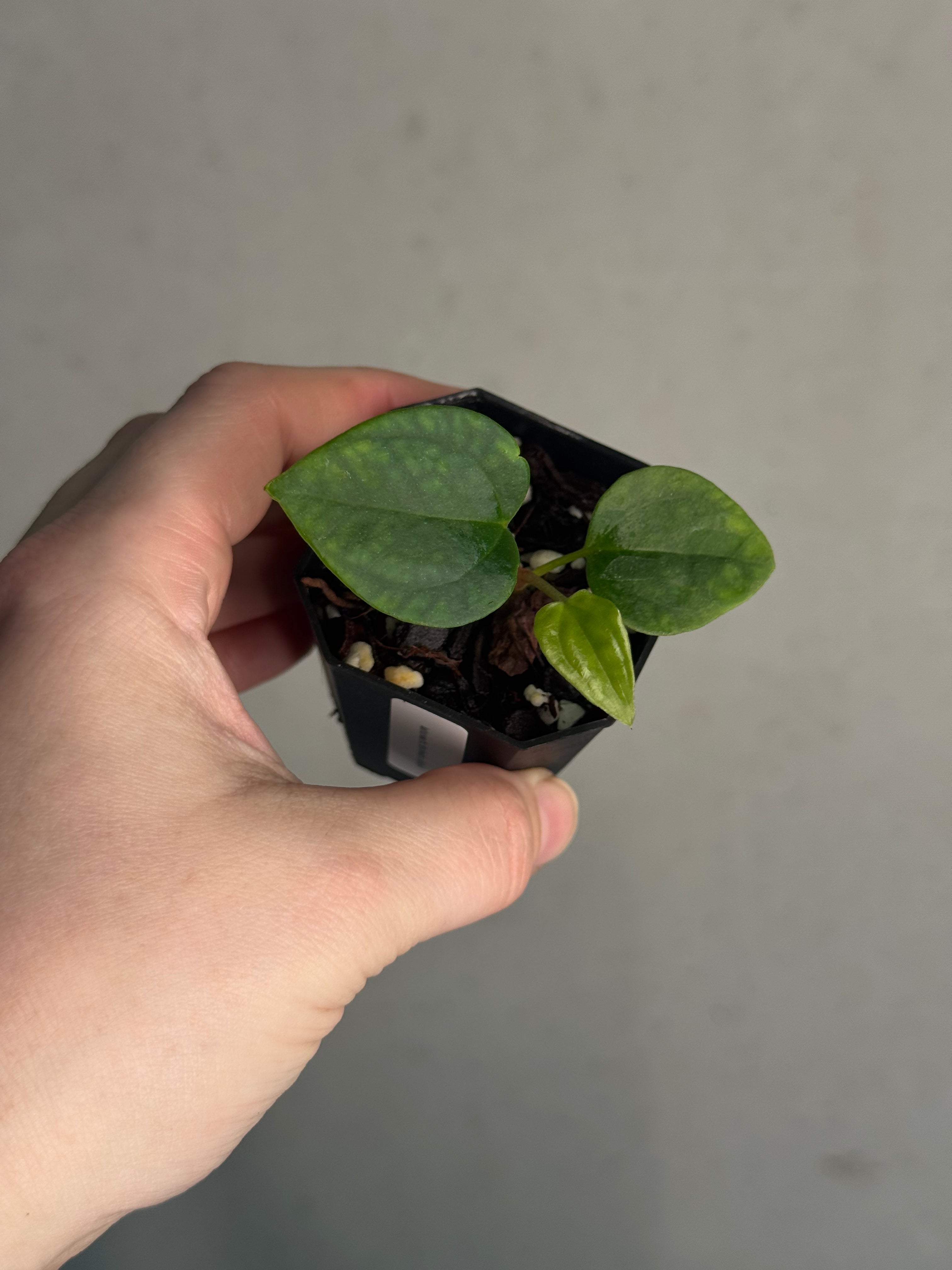 Anthurium Mr. Worldwide x Debilis