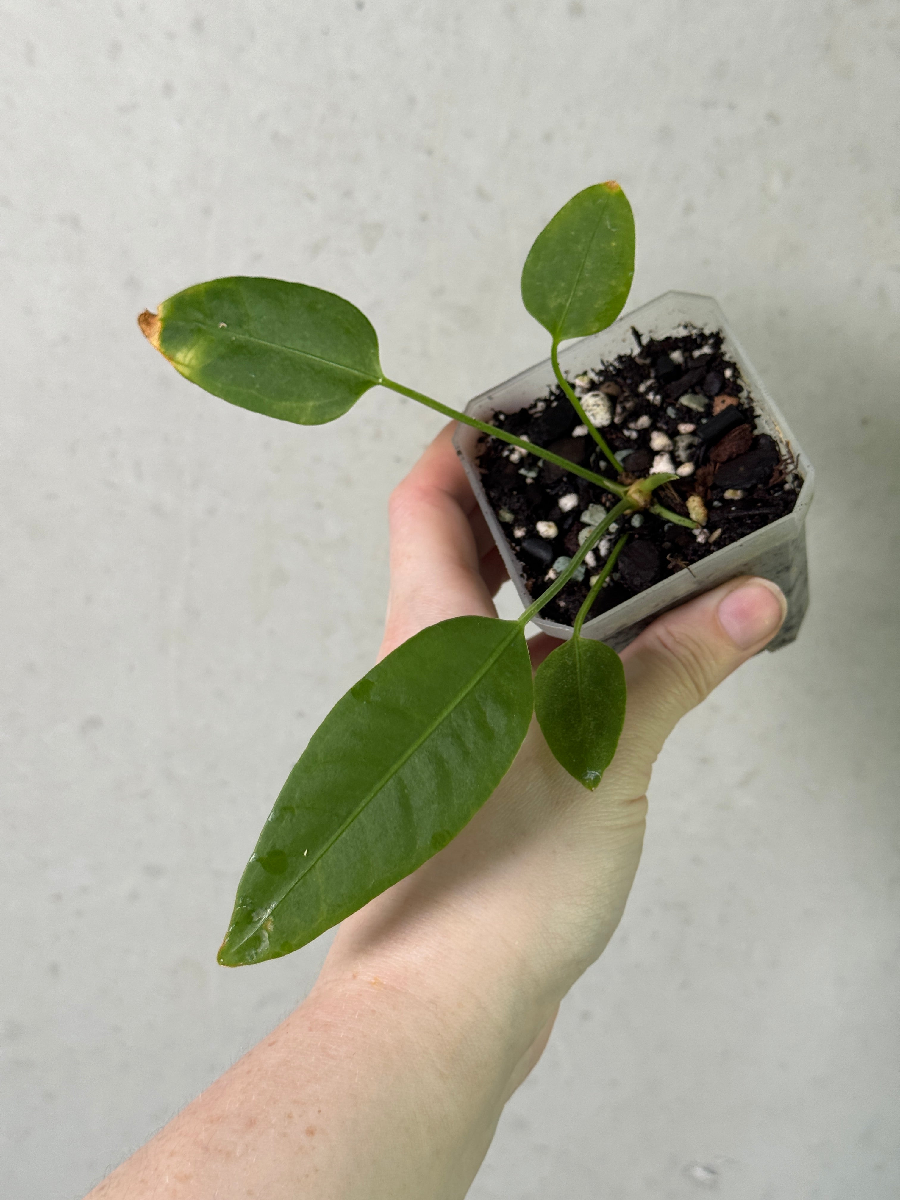 Smukhi Anthurium plant in various forms, showcasing glossy green leaves and vibrant red flowers on a lush plant.