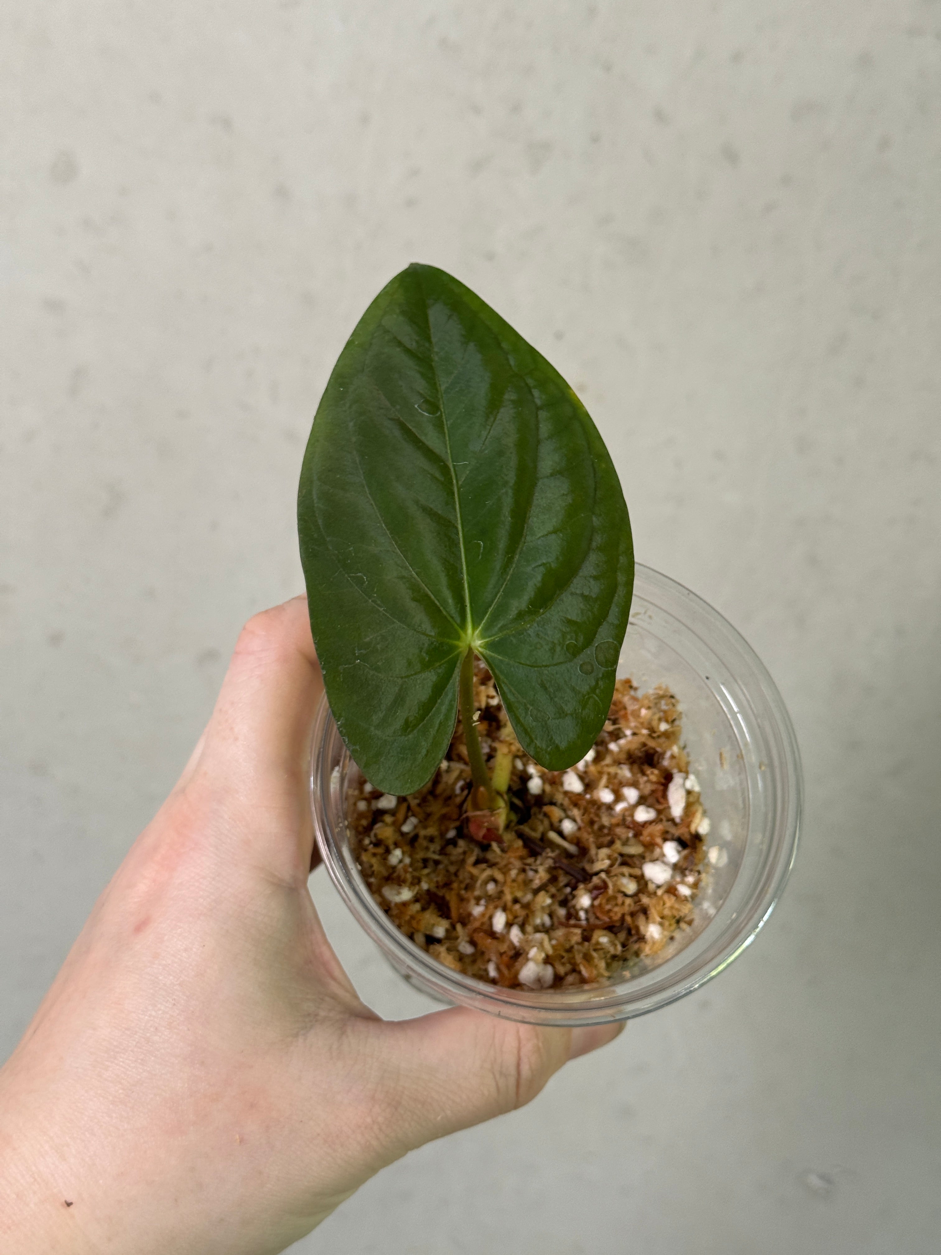 SMUKHI Anthurium plant featuring vibrant green leaves and bright spathes, showcasing quality value-grade indoor houseplant.