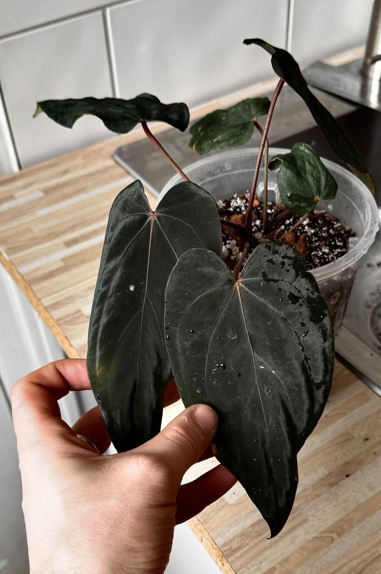NFS: Anthurium 'Midnight Velvet' #1 - SMUKHI