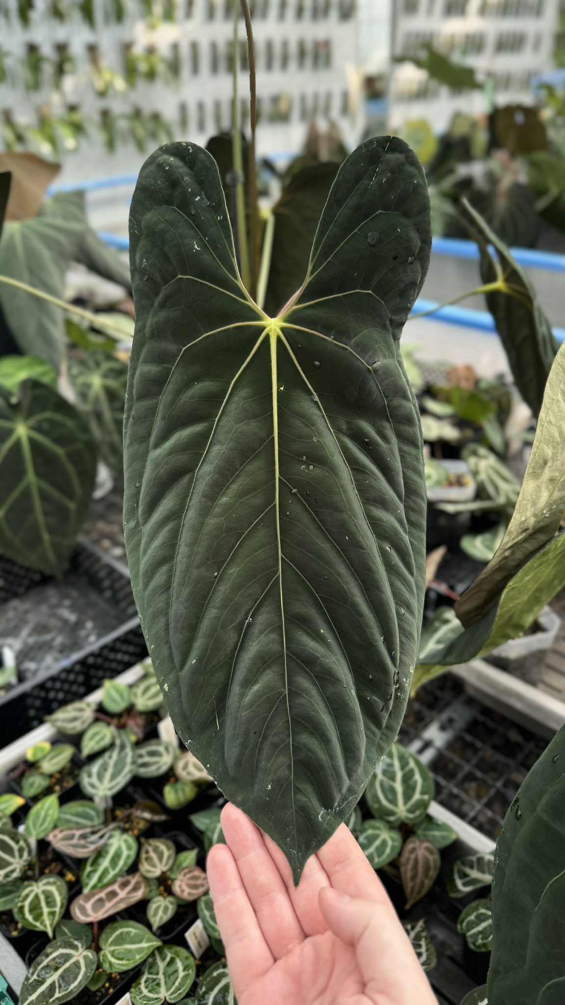 anthurium fort sherman SMUKHI Anthurium Fort Sherman x open