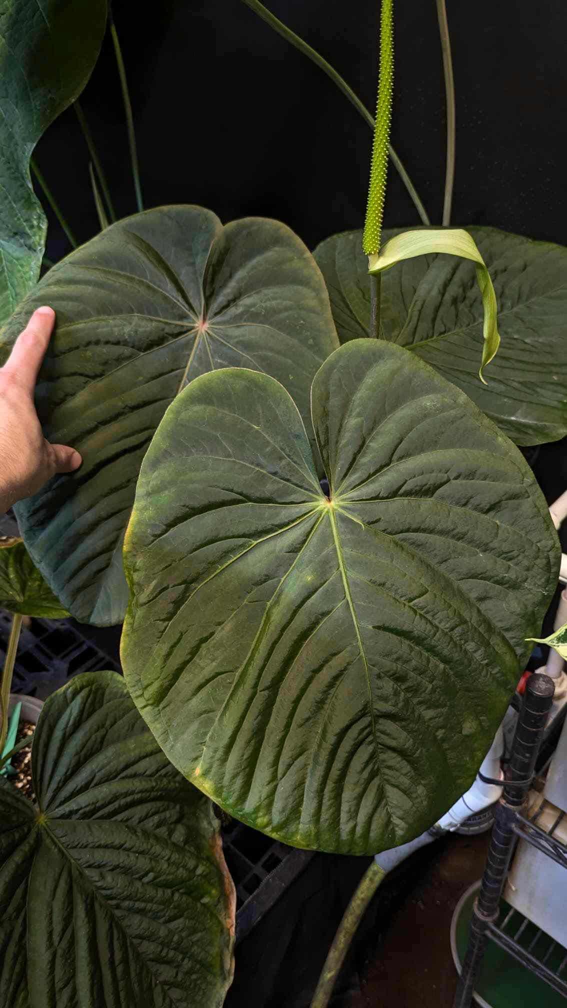 Anthurium BVEP ('Round' x RA1) x Kunayalense CC1