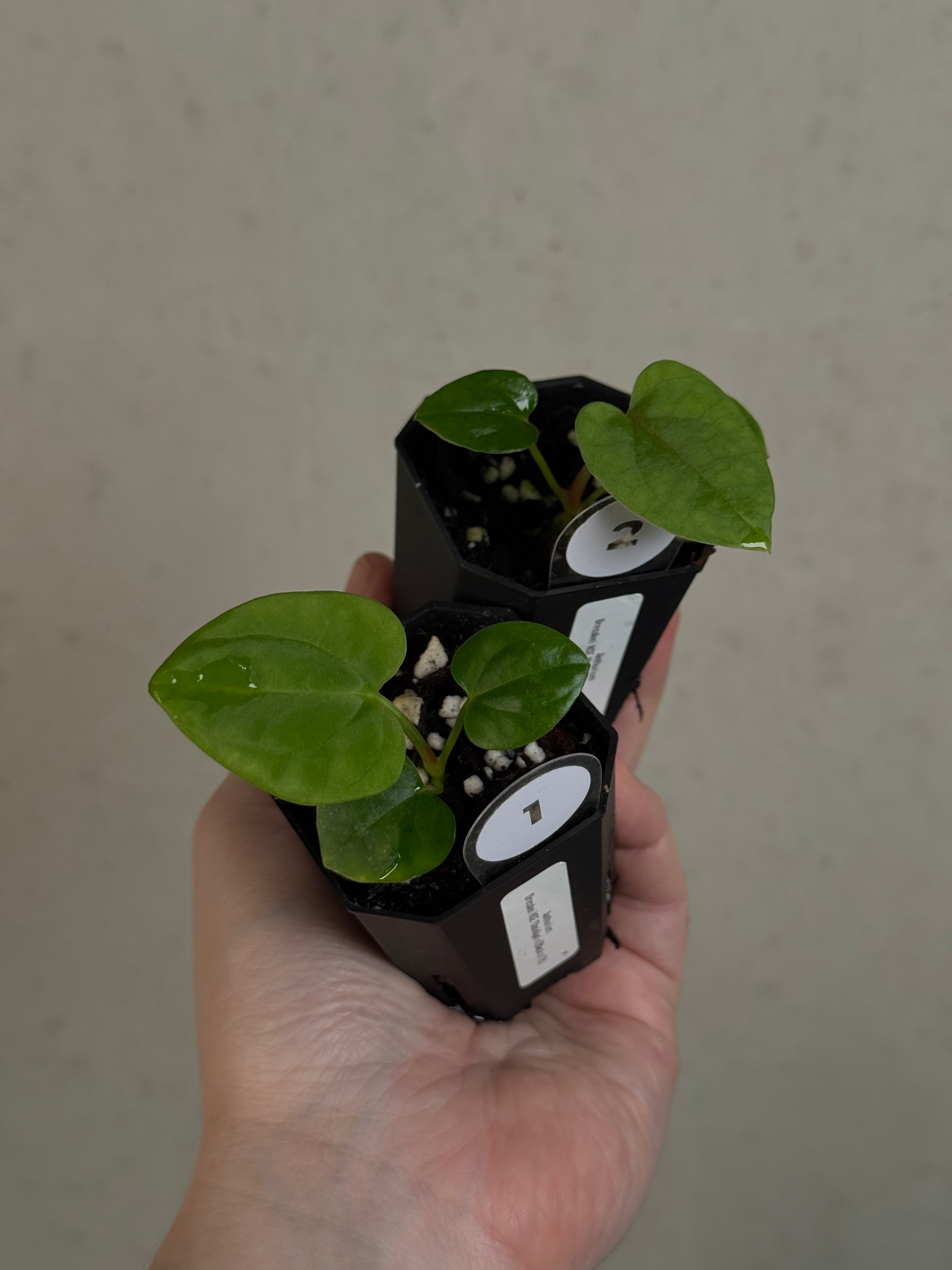 Anthurium Dressleri NSE 'Obsidian' x (Black x F2)