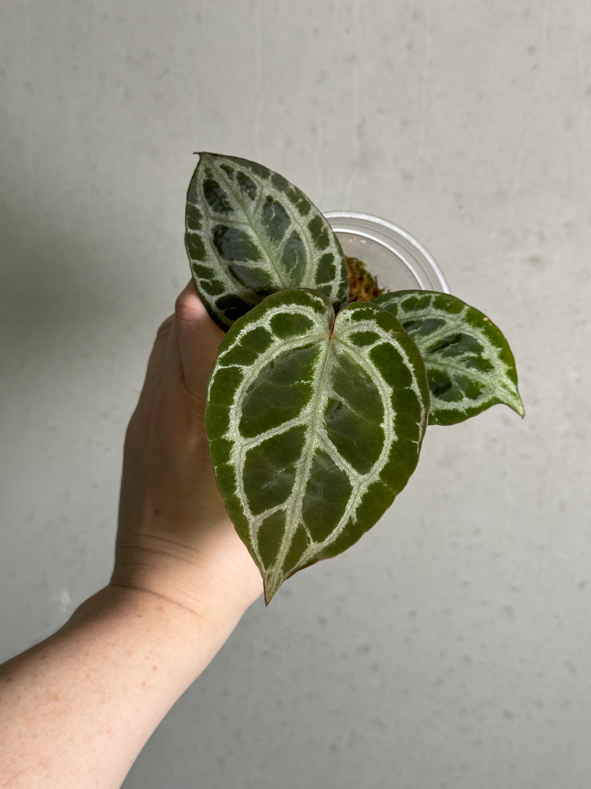 Private Collection NFS Anthurium HU x Red Crystallinum plant with vibrant red and green leaves, lush and healthy.