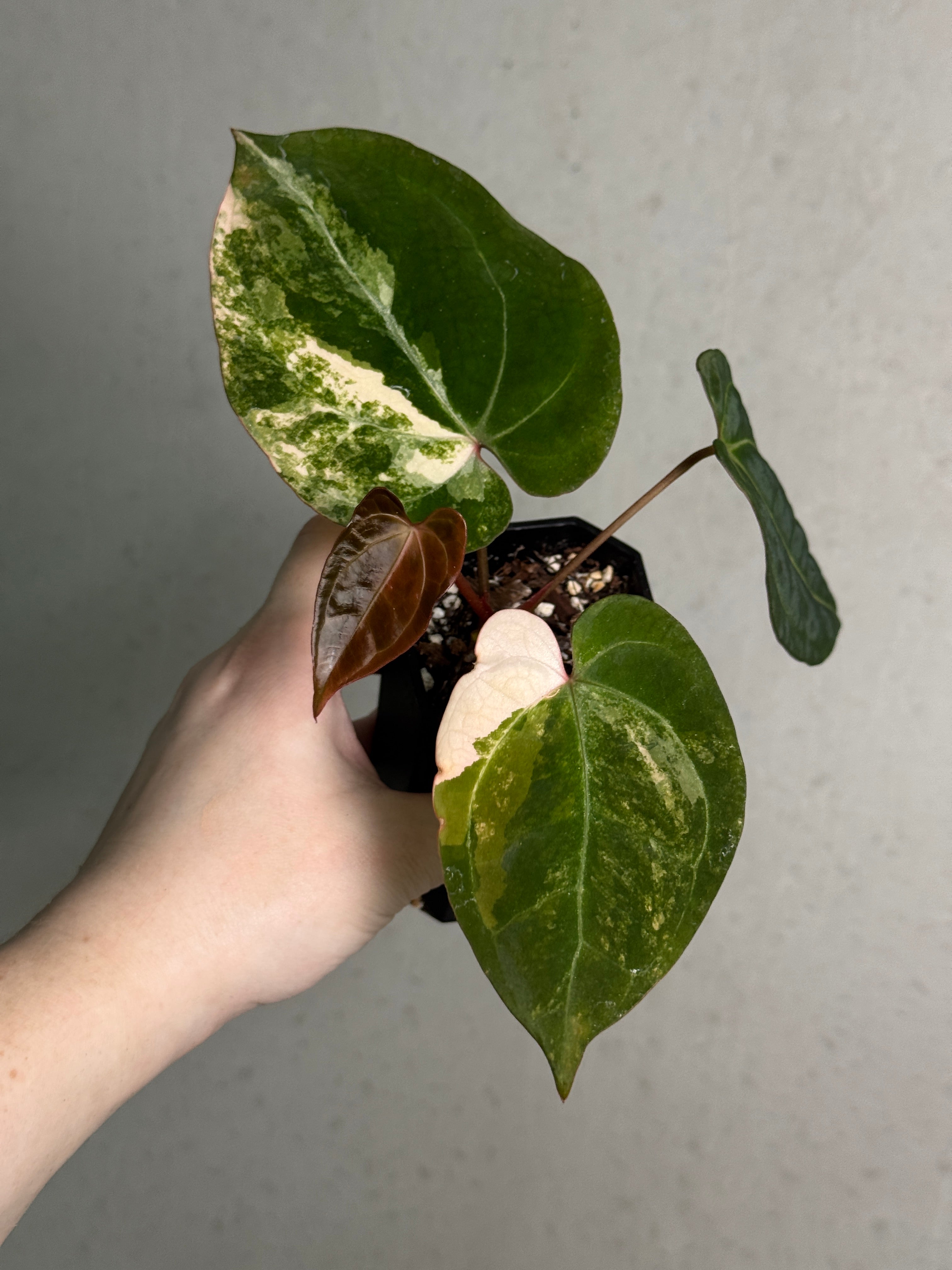Anthurium 'Black Venom' Variegata