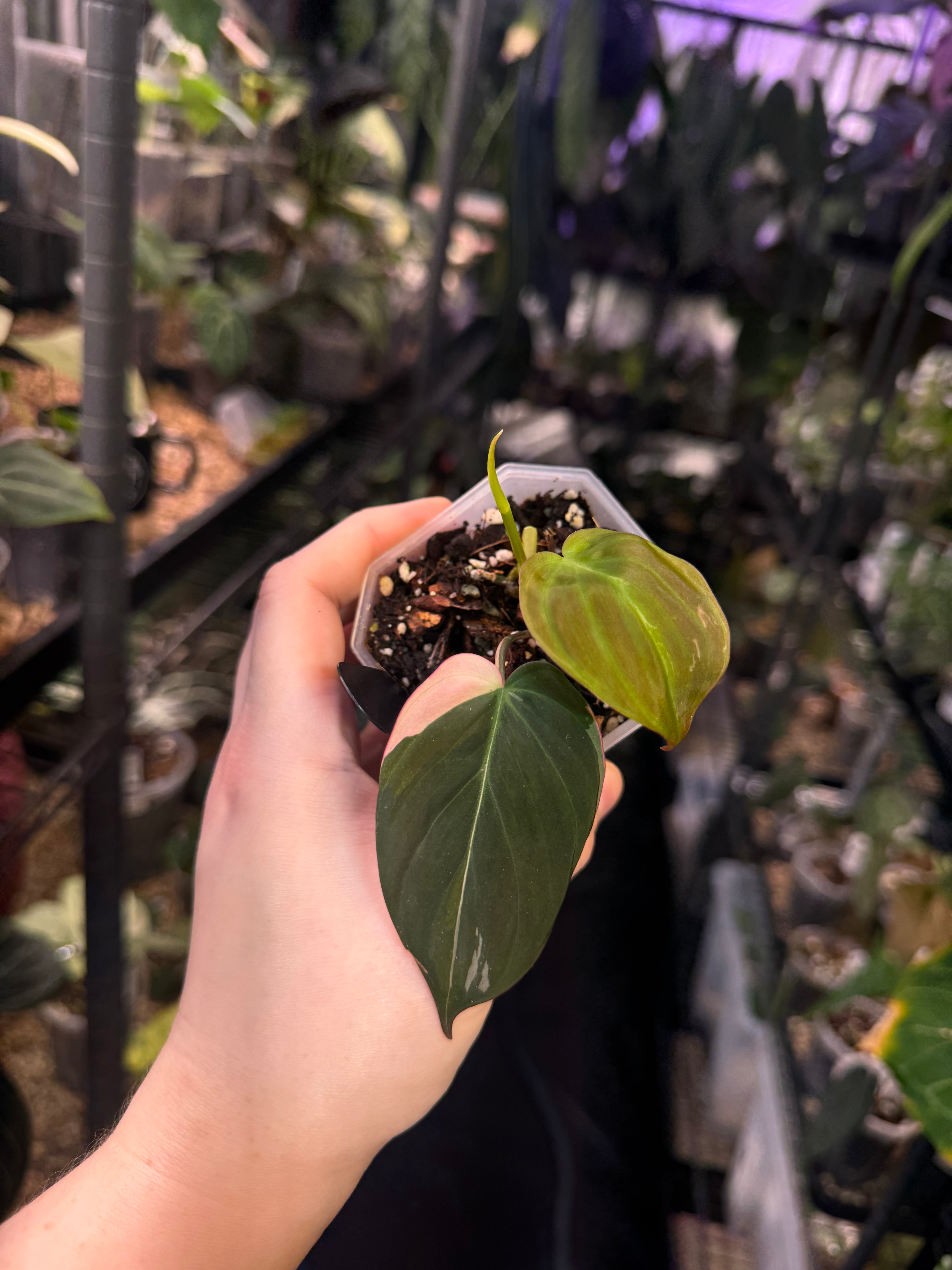 NFS: Philodendron Micans variegata pink - SMUKHI