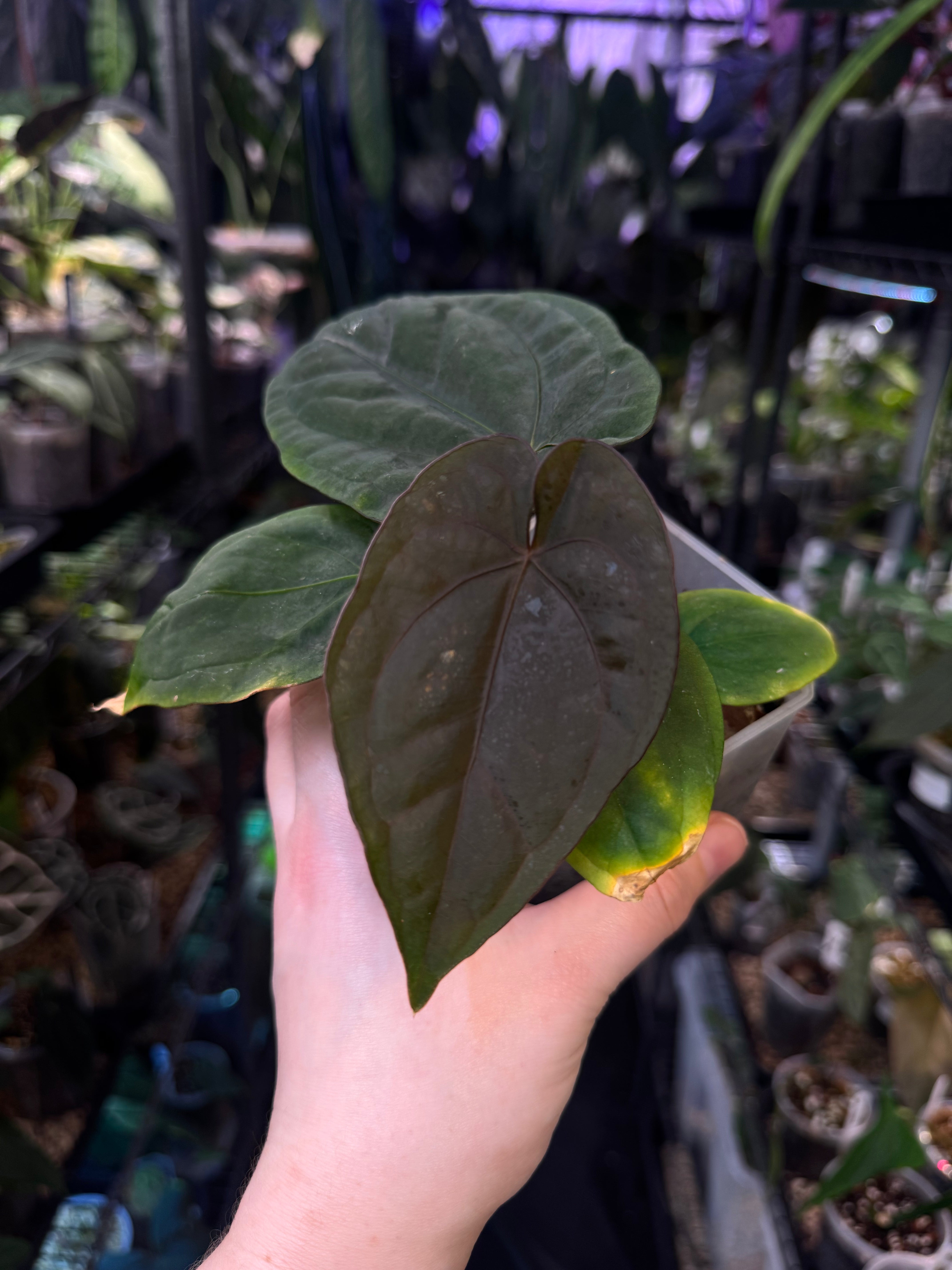 Anthurium Dressleri RG #2 x self - Clone - SMUKHI