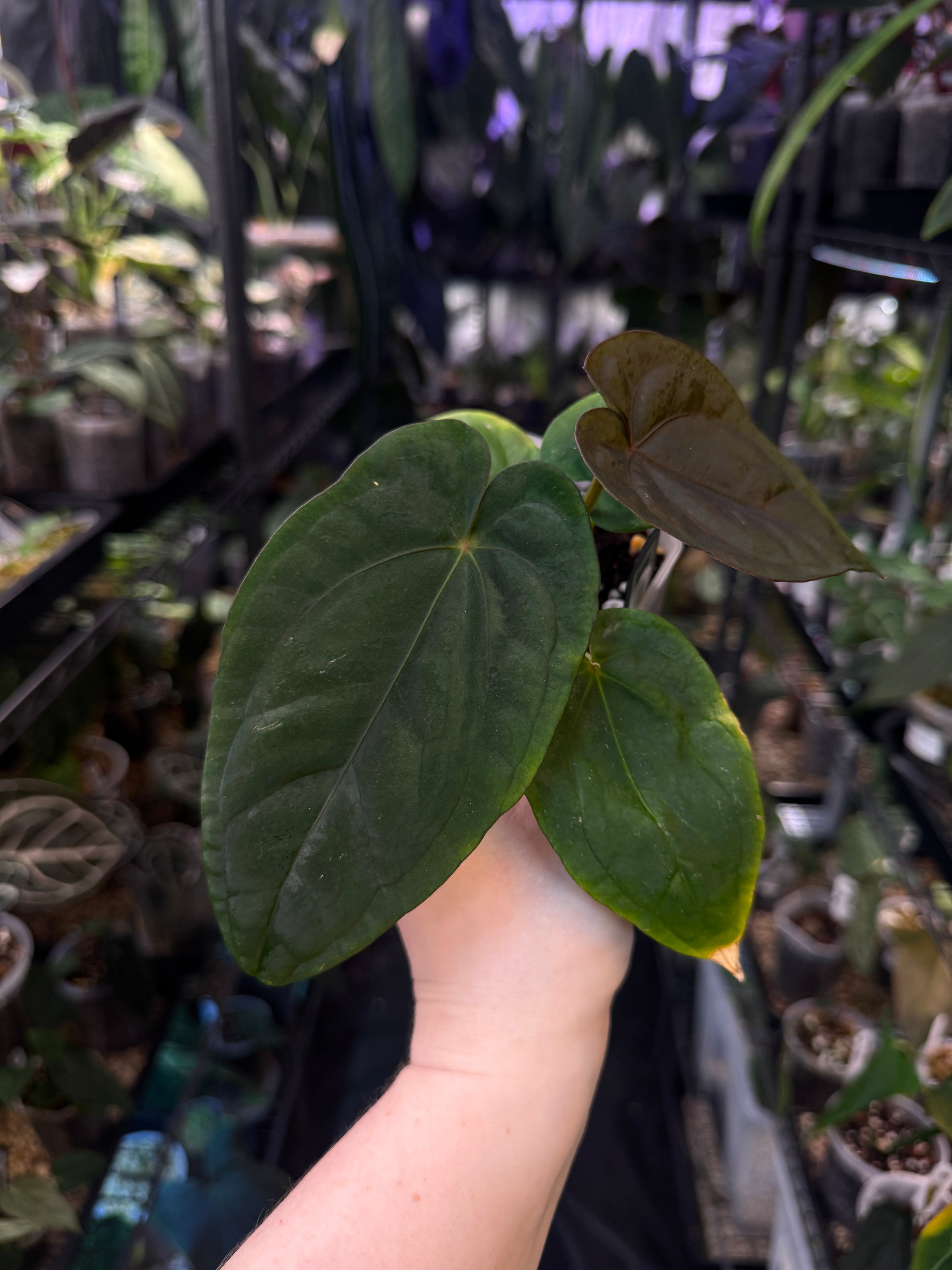 Anthurium Dressleri RG #2 x self - Clone - SMUKHI