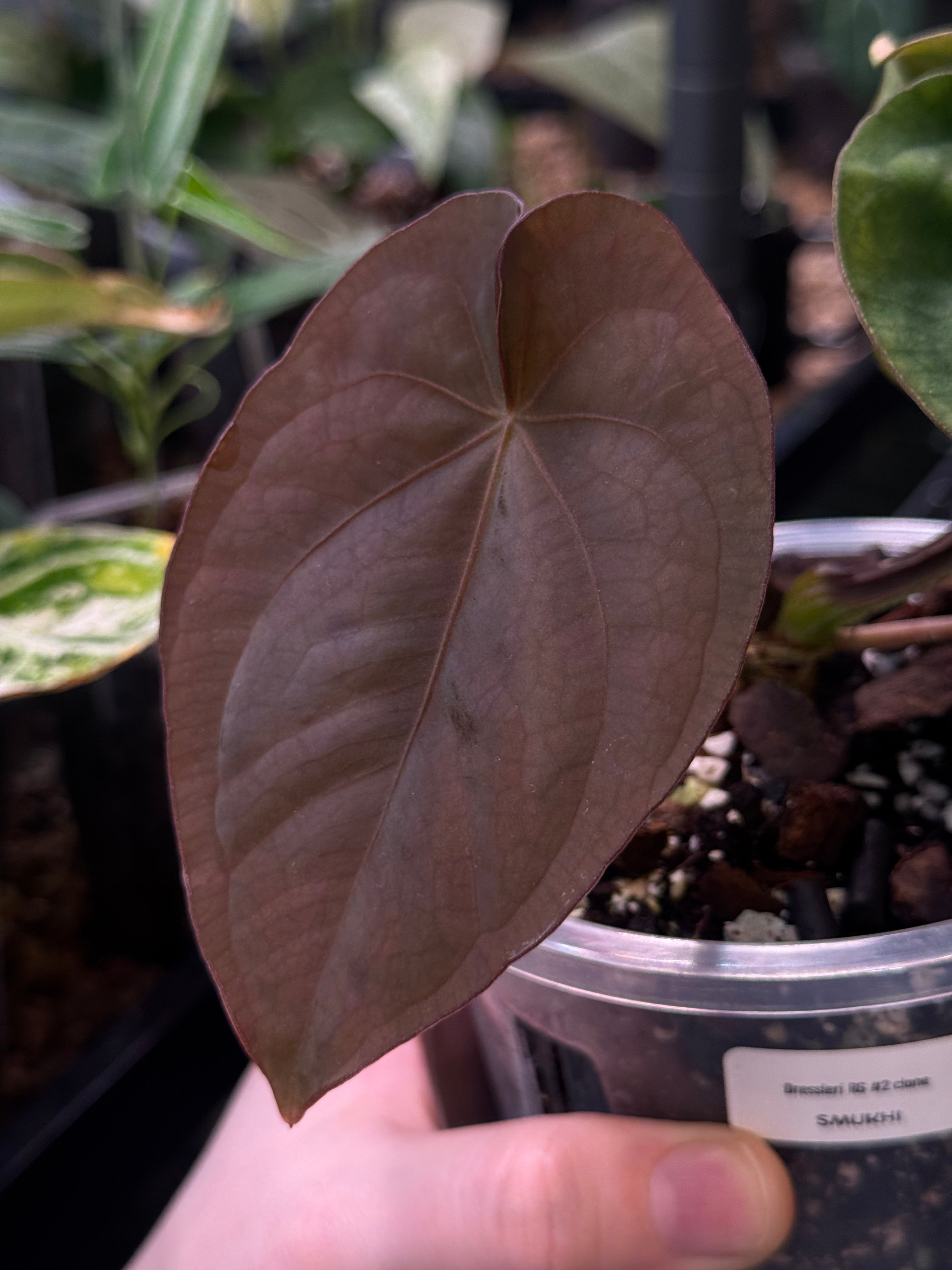 NFS: Anthurium Dressleri RG #2 clone - SMUKHI