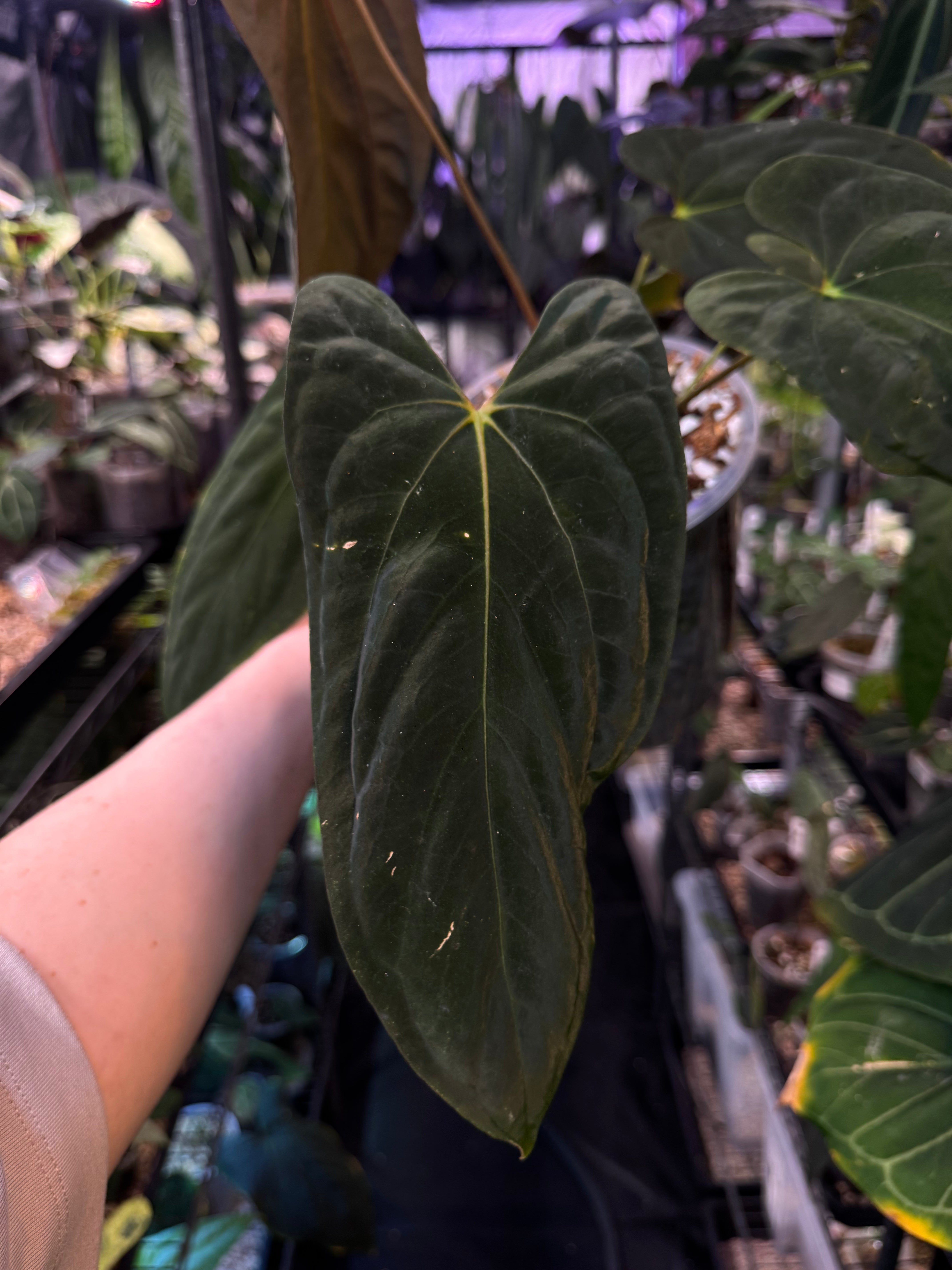 NFS: Anthurium Fort Sherman - SMUKHI