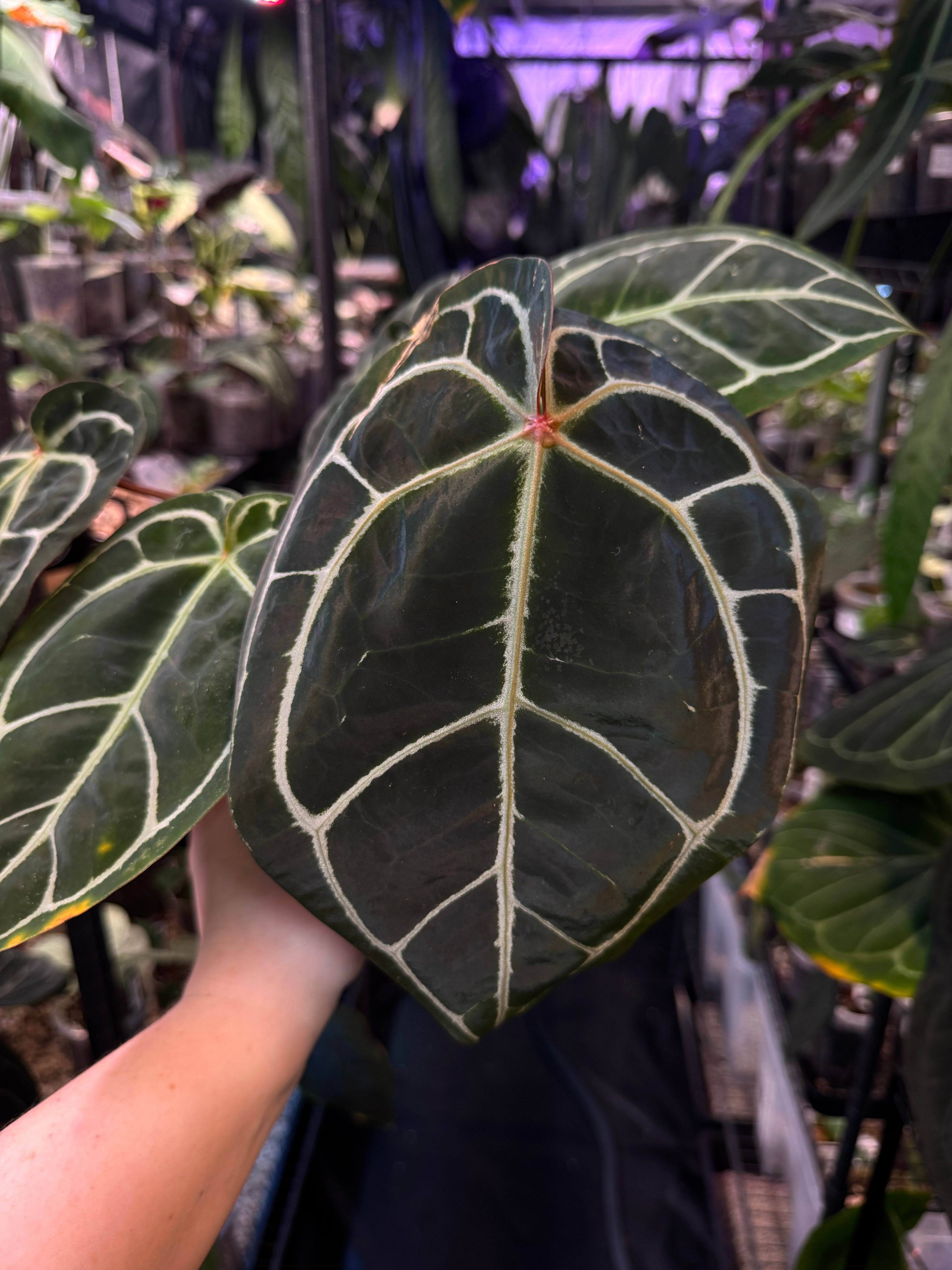 NFS: Anthurium HU x Red Crystallinum - SMUKHI