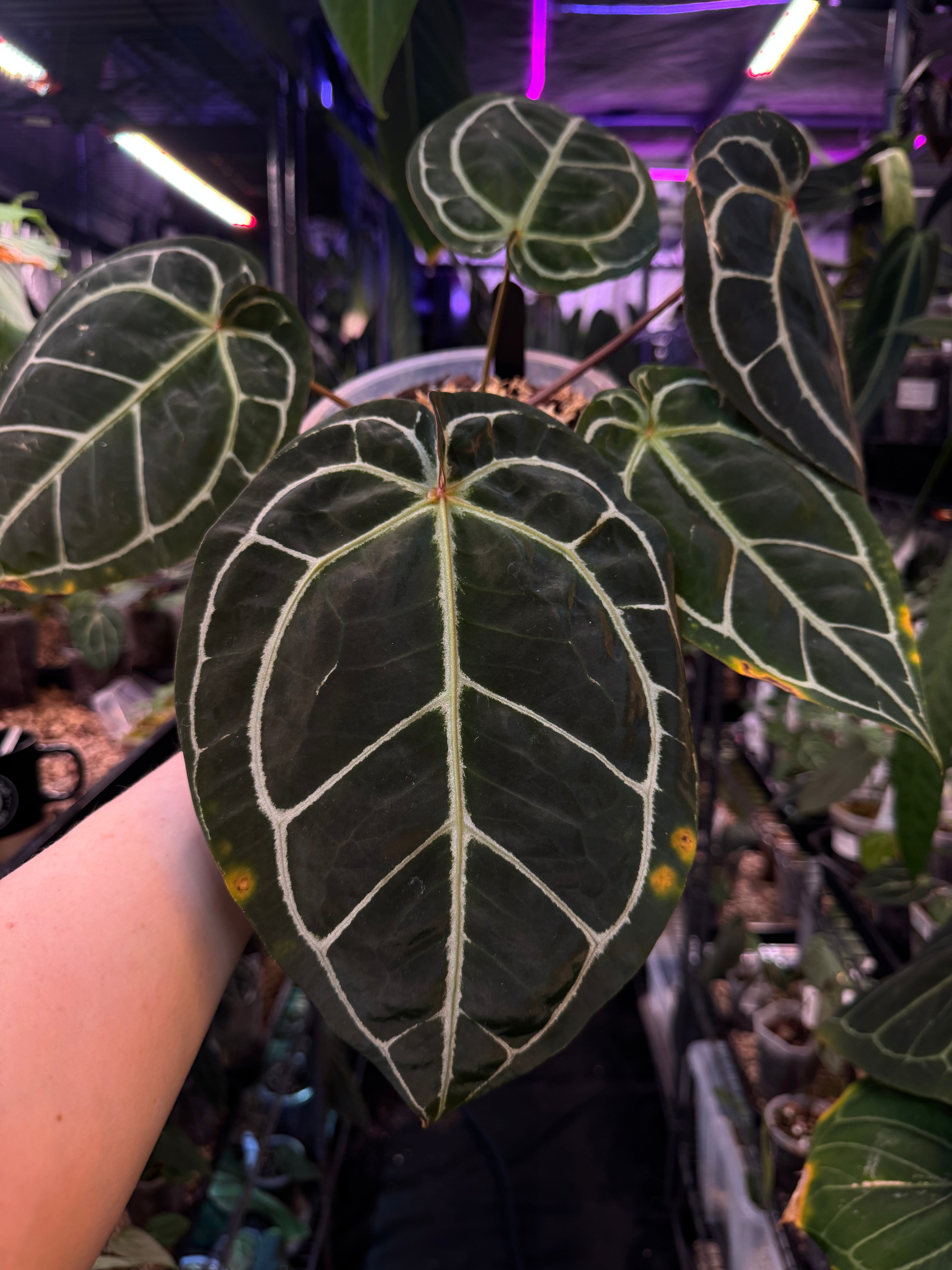 NFS: Anthurium HU x Red Crystallinum - SMUKHI