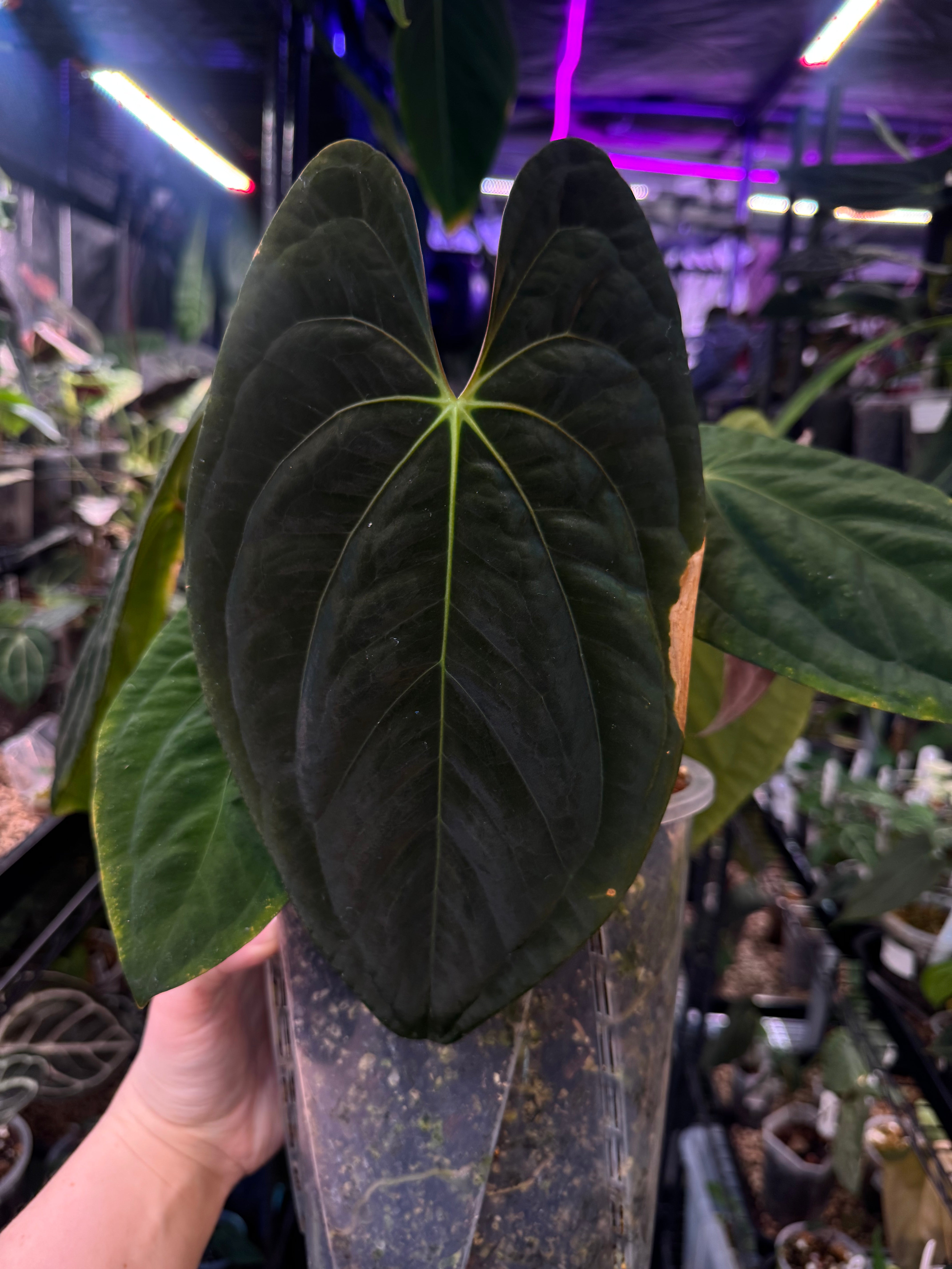 NFS: Anthurium Dark Phoenix - SMUKHI