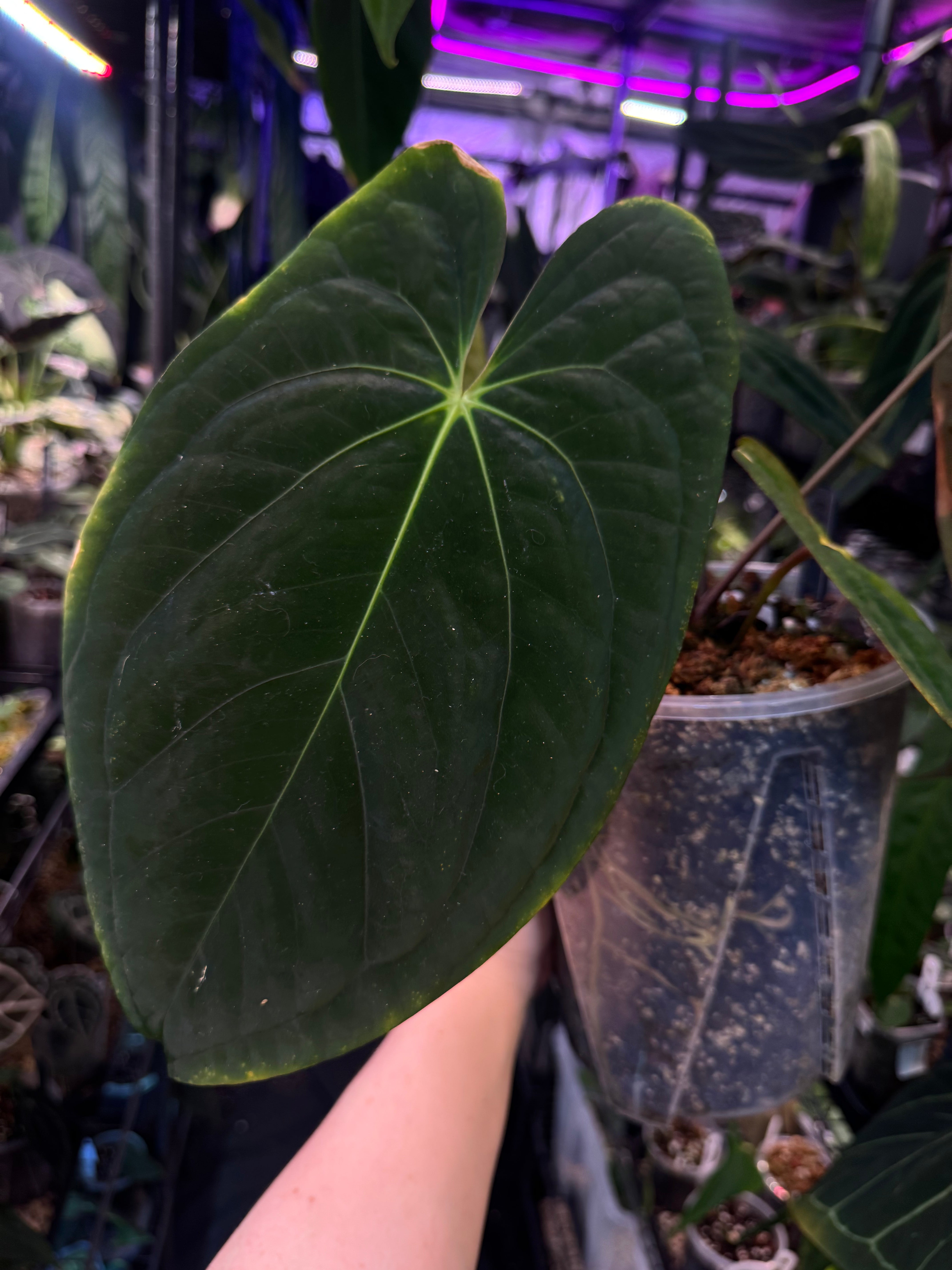 NFS: Anthurium Dark Phoenix - SMUKHI