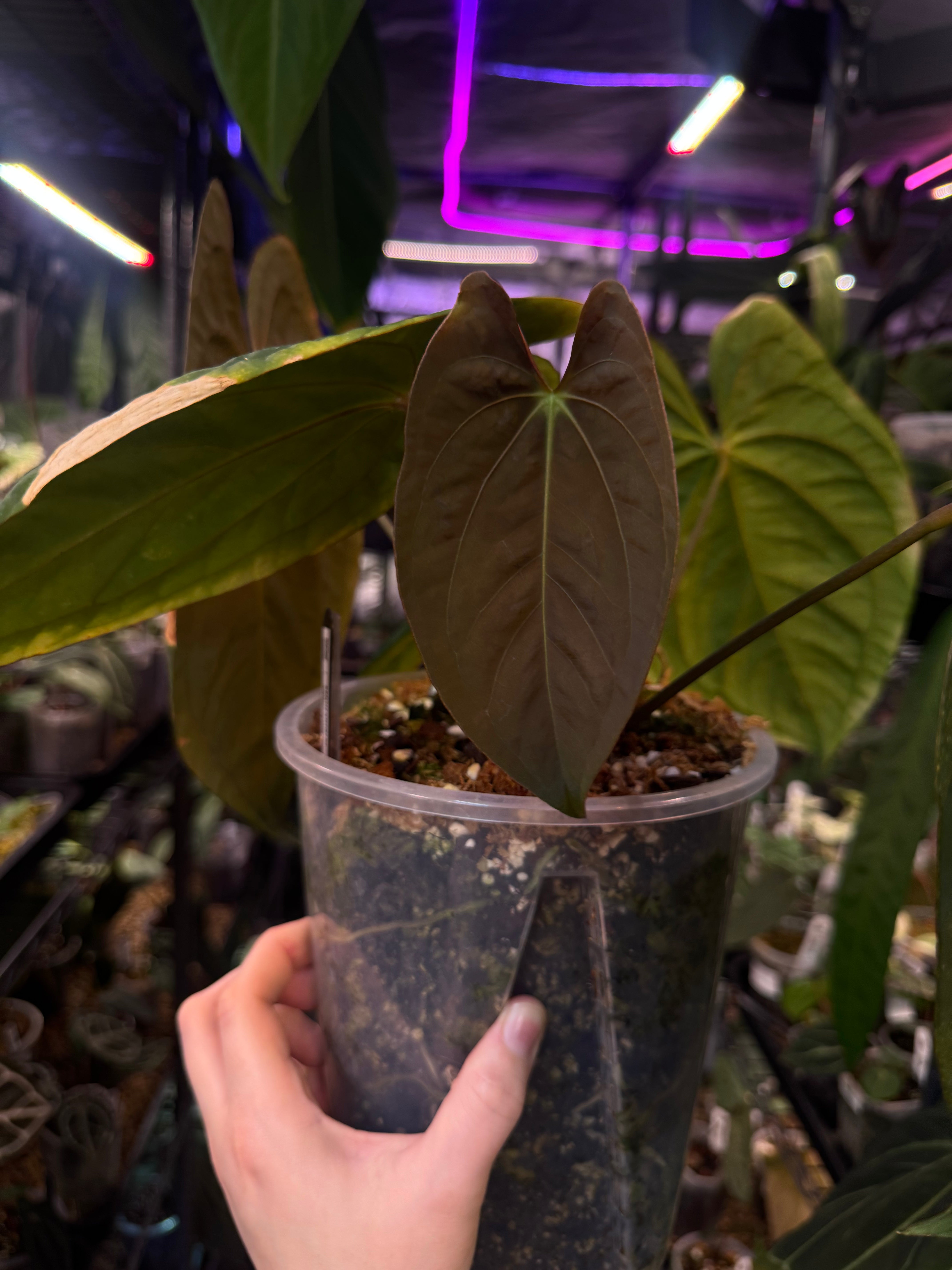 NFS: Anthurium Dark Phoenix - SMUKHI
