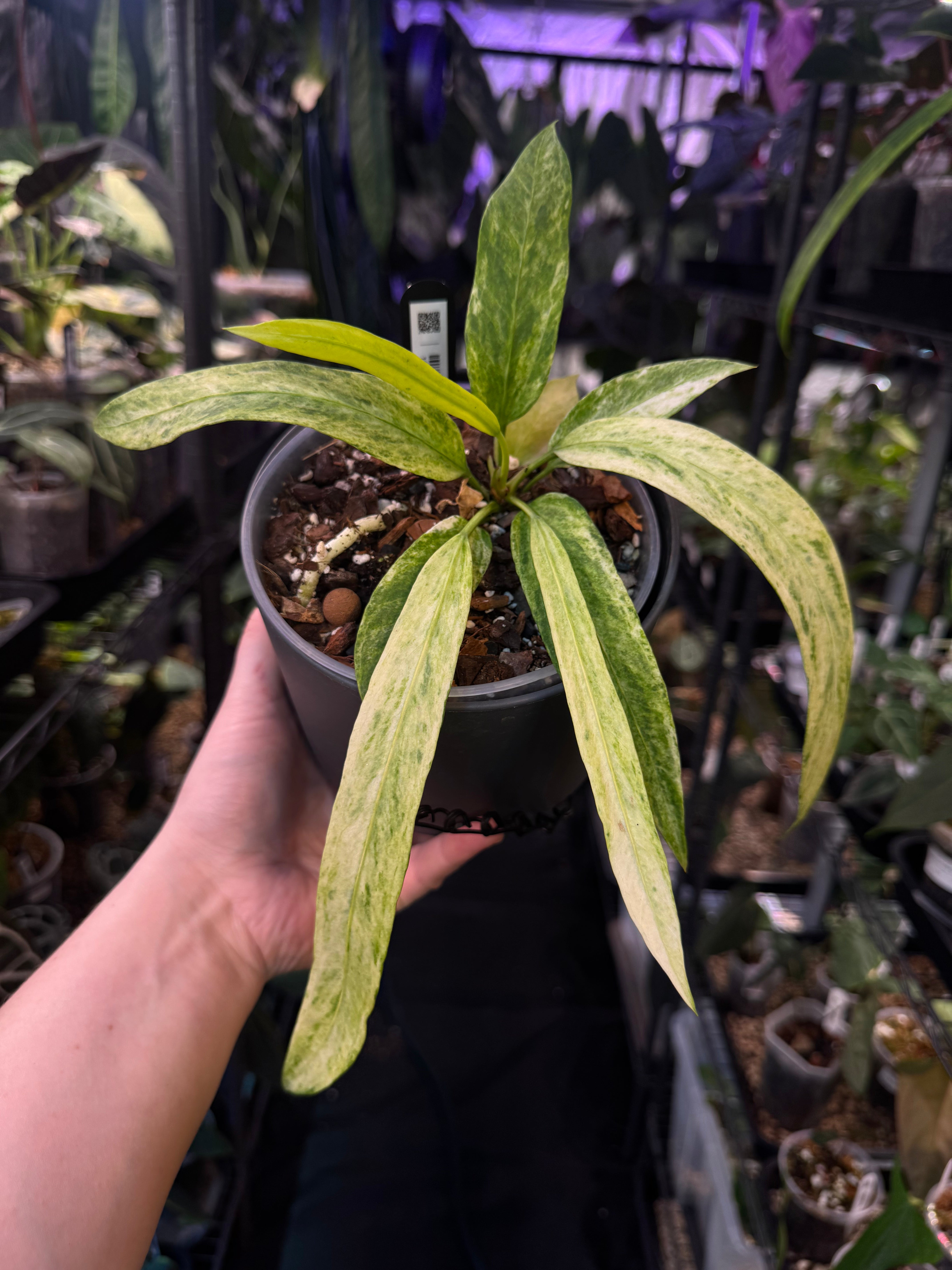 NFS: Anthurium Vittarifolium Variegata - SMUKHI