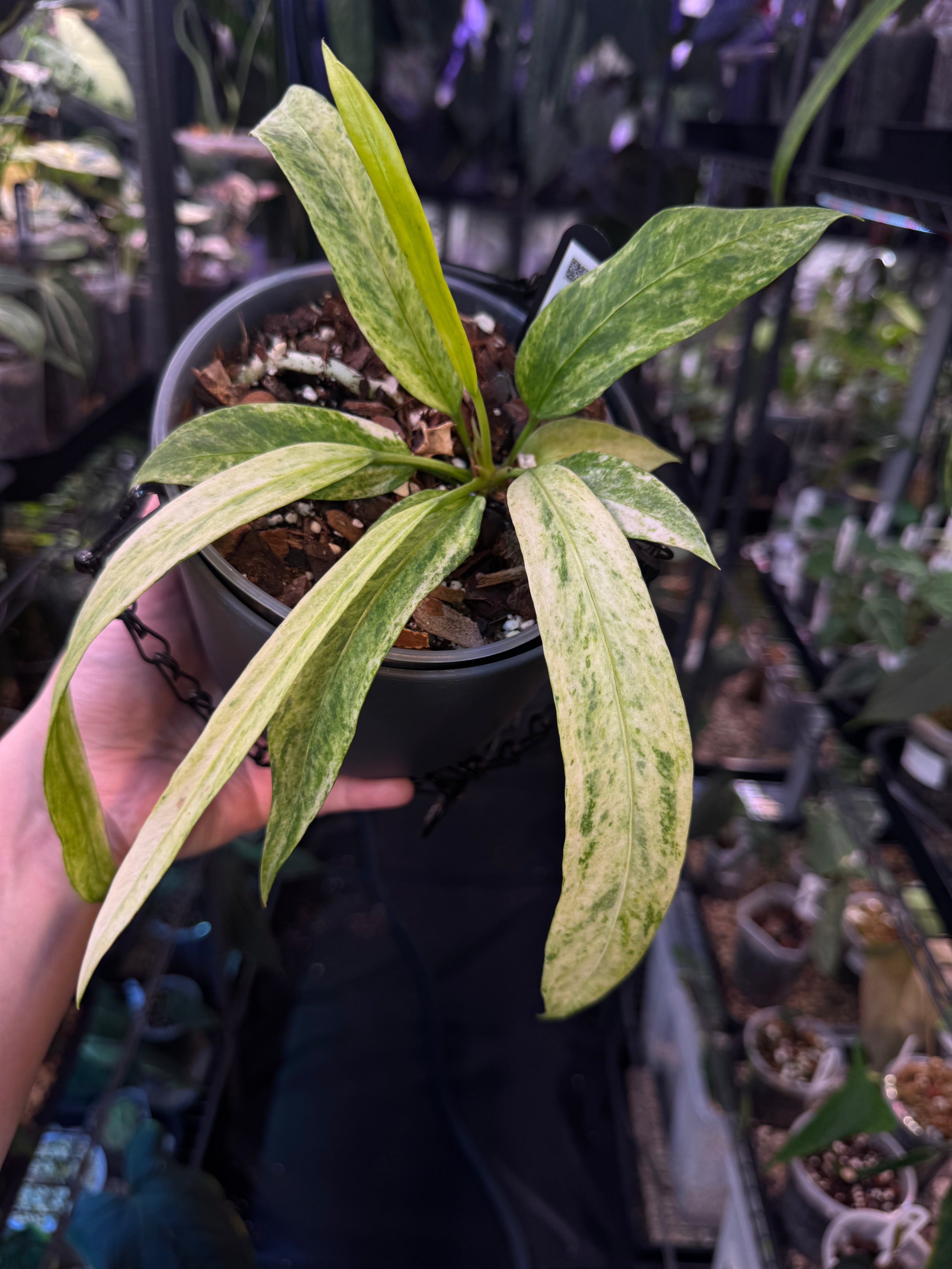 NFS: Anthurium Vittarifolium Variegata - SMUKHI